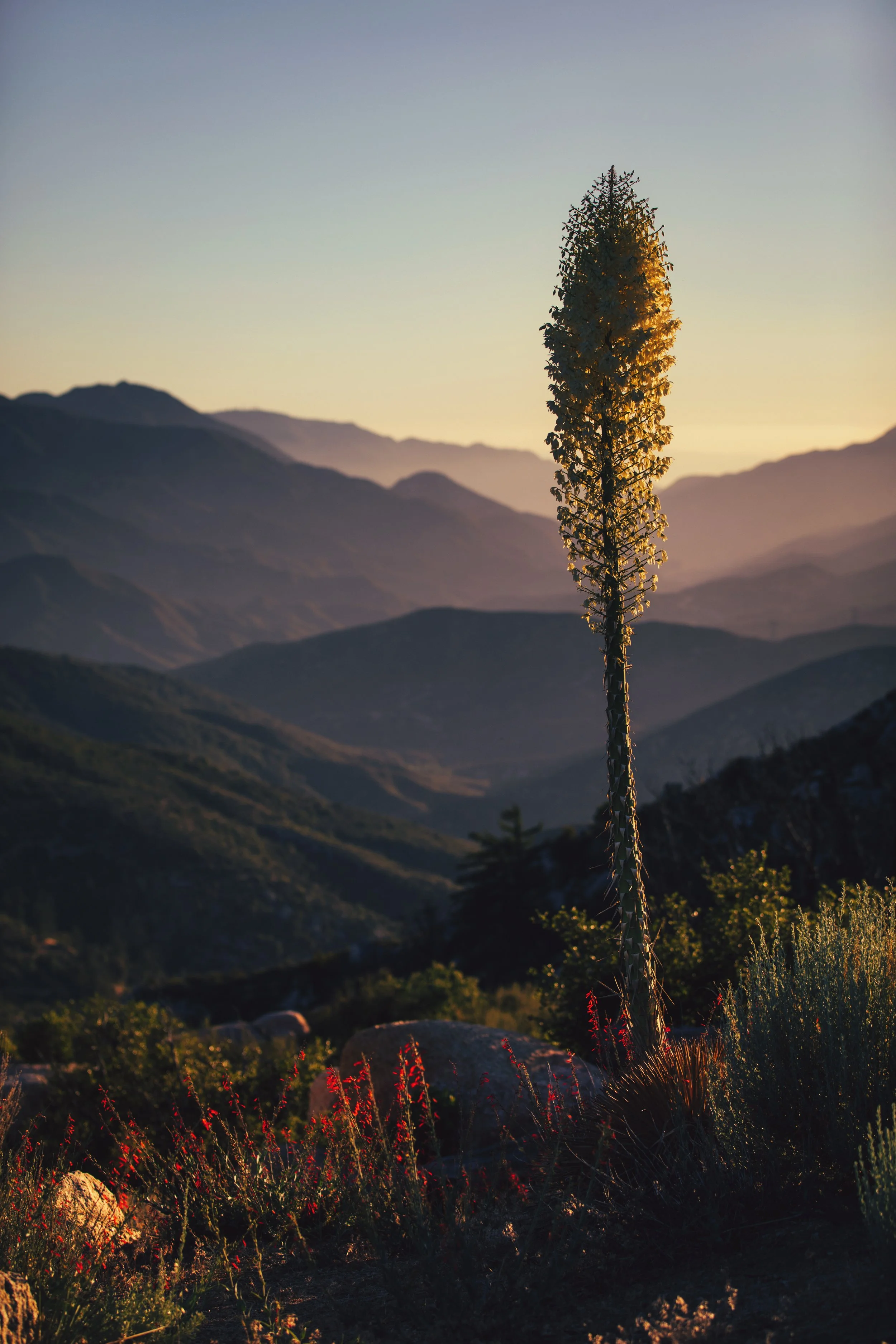 A tall plant with yellow flowers standing in front of a mountain range at sunset with a clear sky.