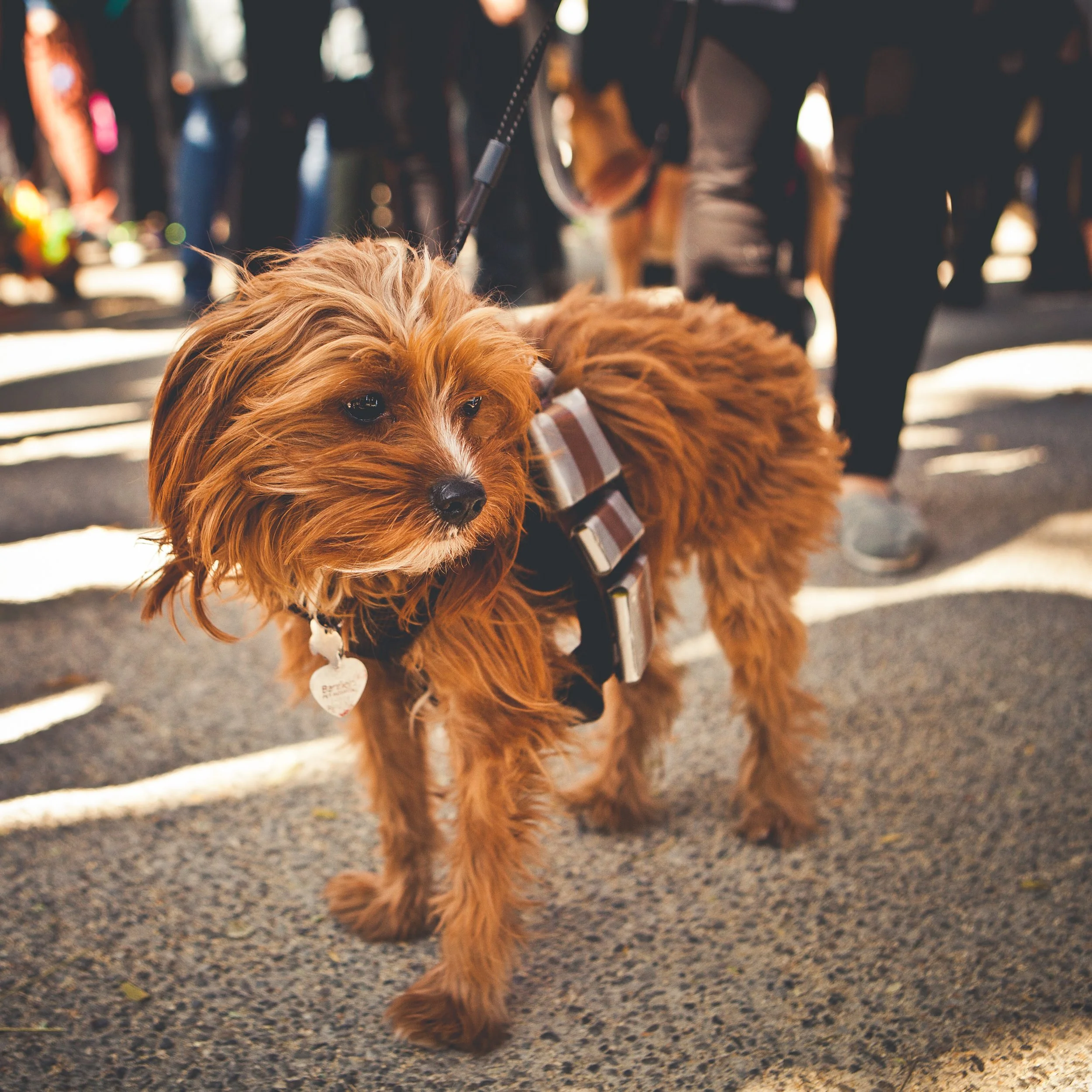 Close-up of a small, fluffy, reddish-brown dog with long hair and a black nose, wearing a harness, walking in a park or outdoor area with blurred people and trees in the background.