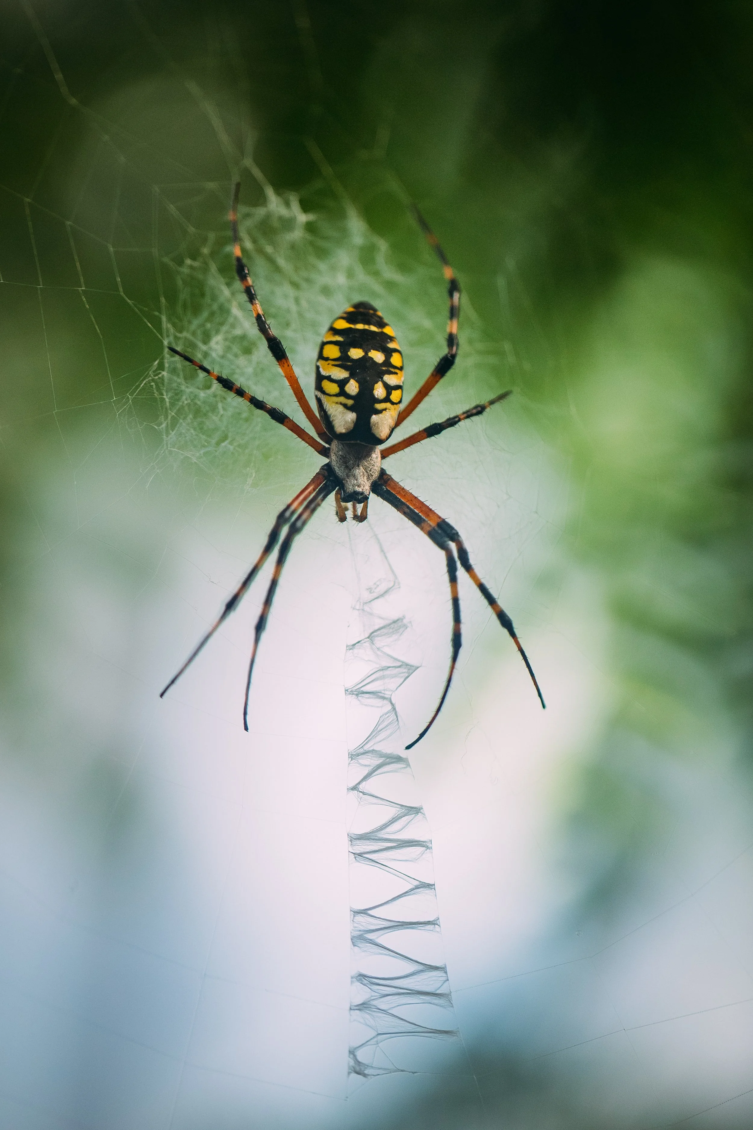 Close-up of a spider with a black and yellow patterned abdomen on its web against a blurred green background.