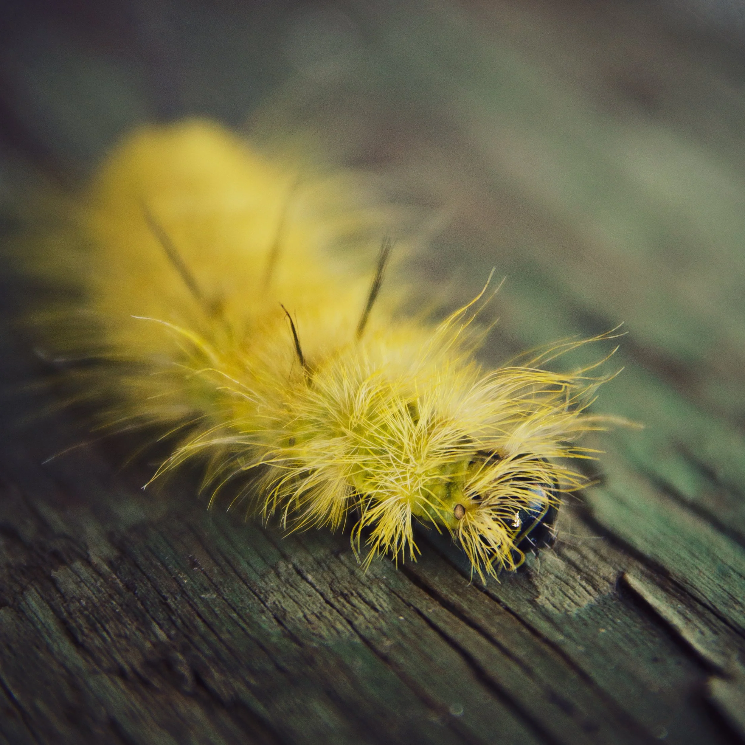 Close-up of a yellow caterpillar with soft fur-like hairs resting on a dark, textured wooden surface.