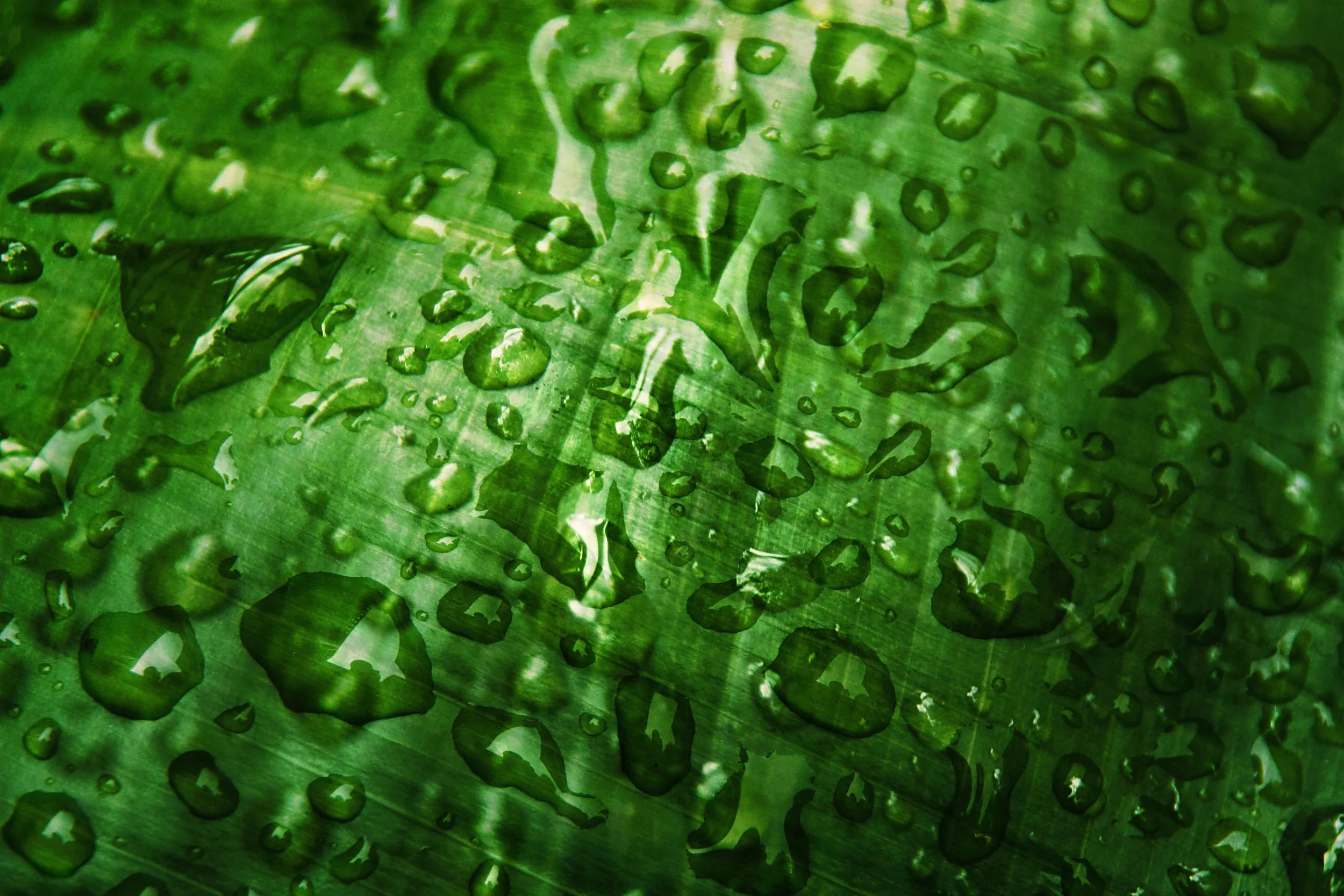Close-up of water droplets on a large green leaf.