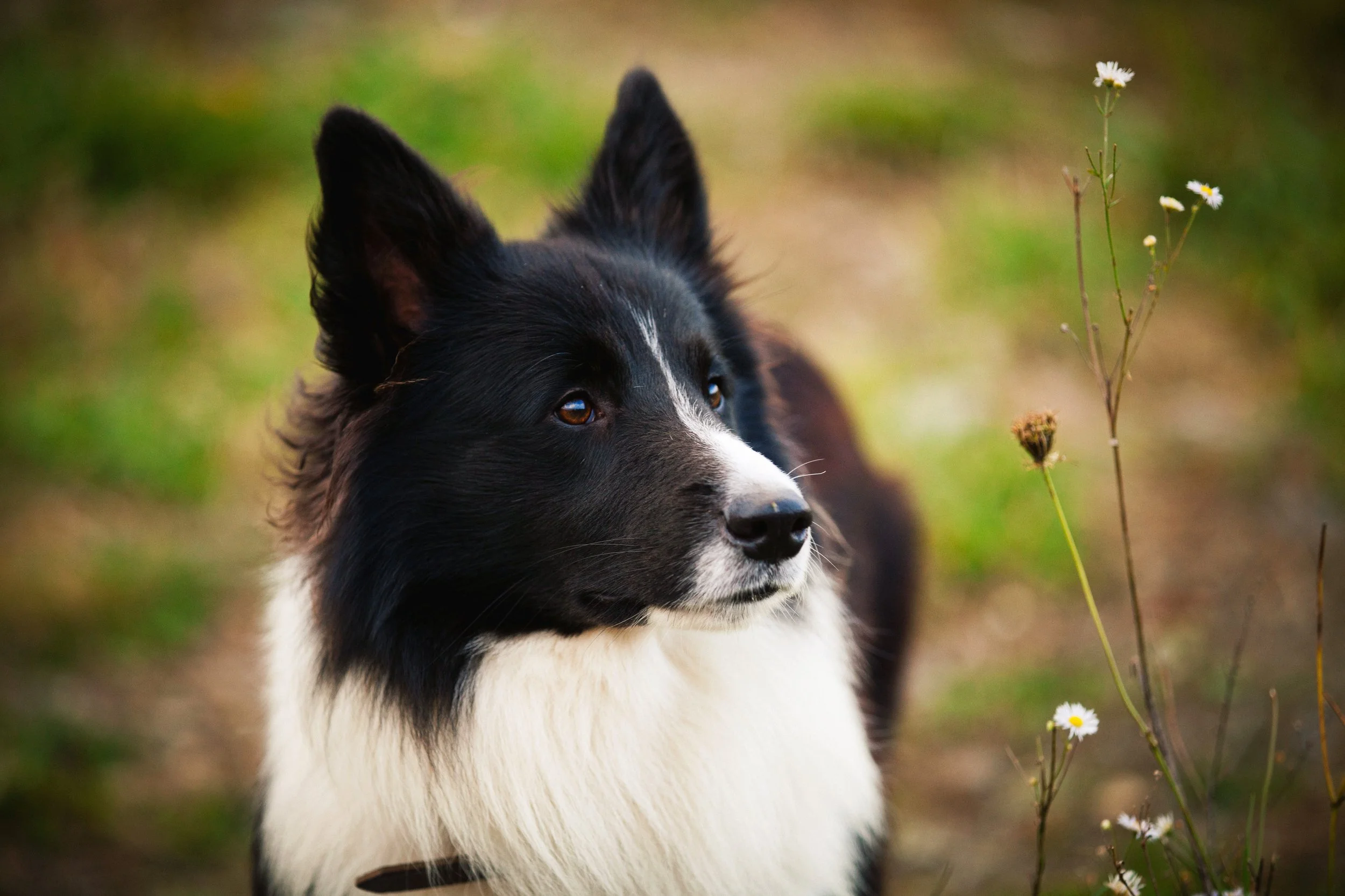 Close-up of a black and white border collie dog outdoors near small white daisies with a blurred green and brown background.