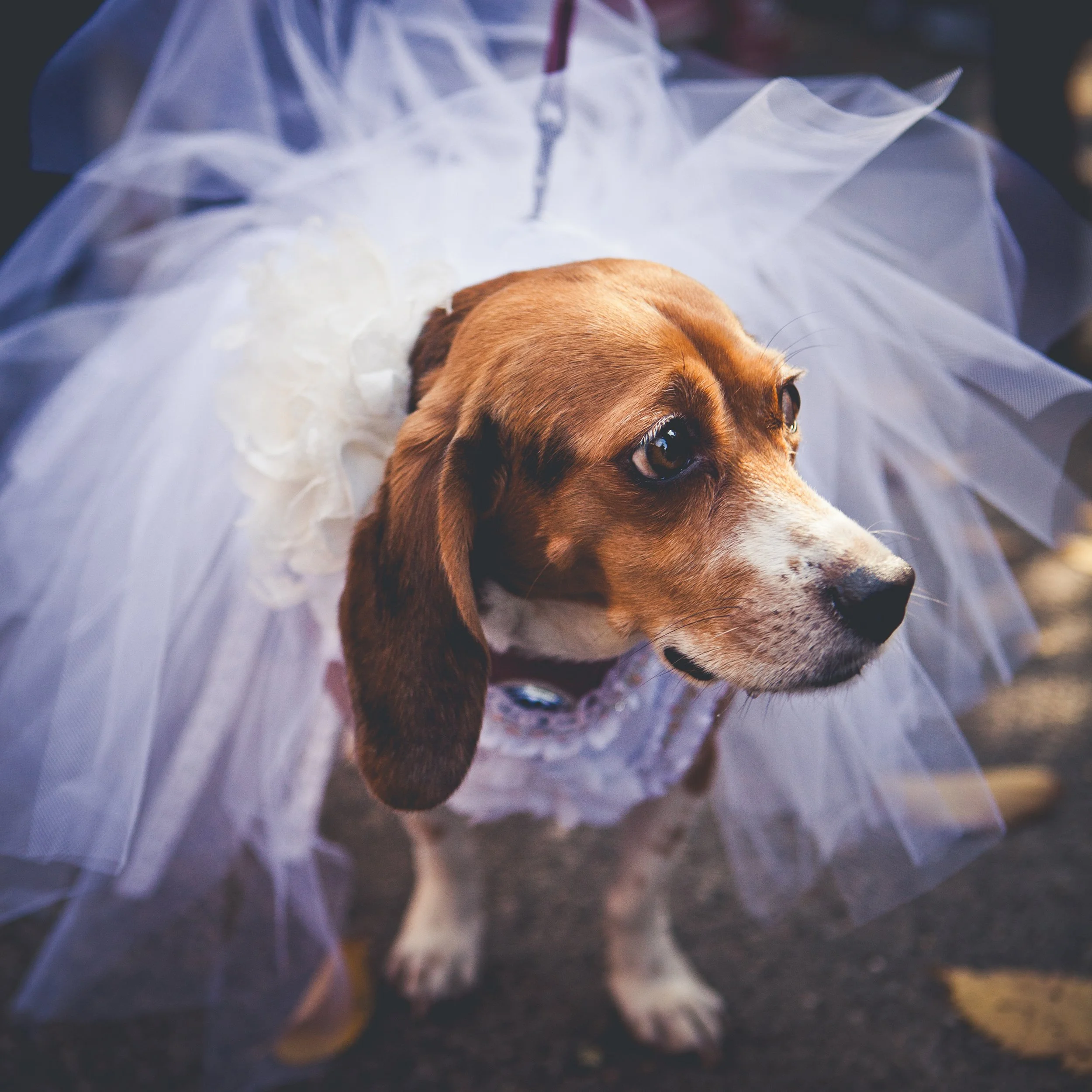 Close-up of a brown dog lying on the ground partially covered by a white translucent fabric, with a pink leash attached to its collar.