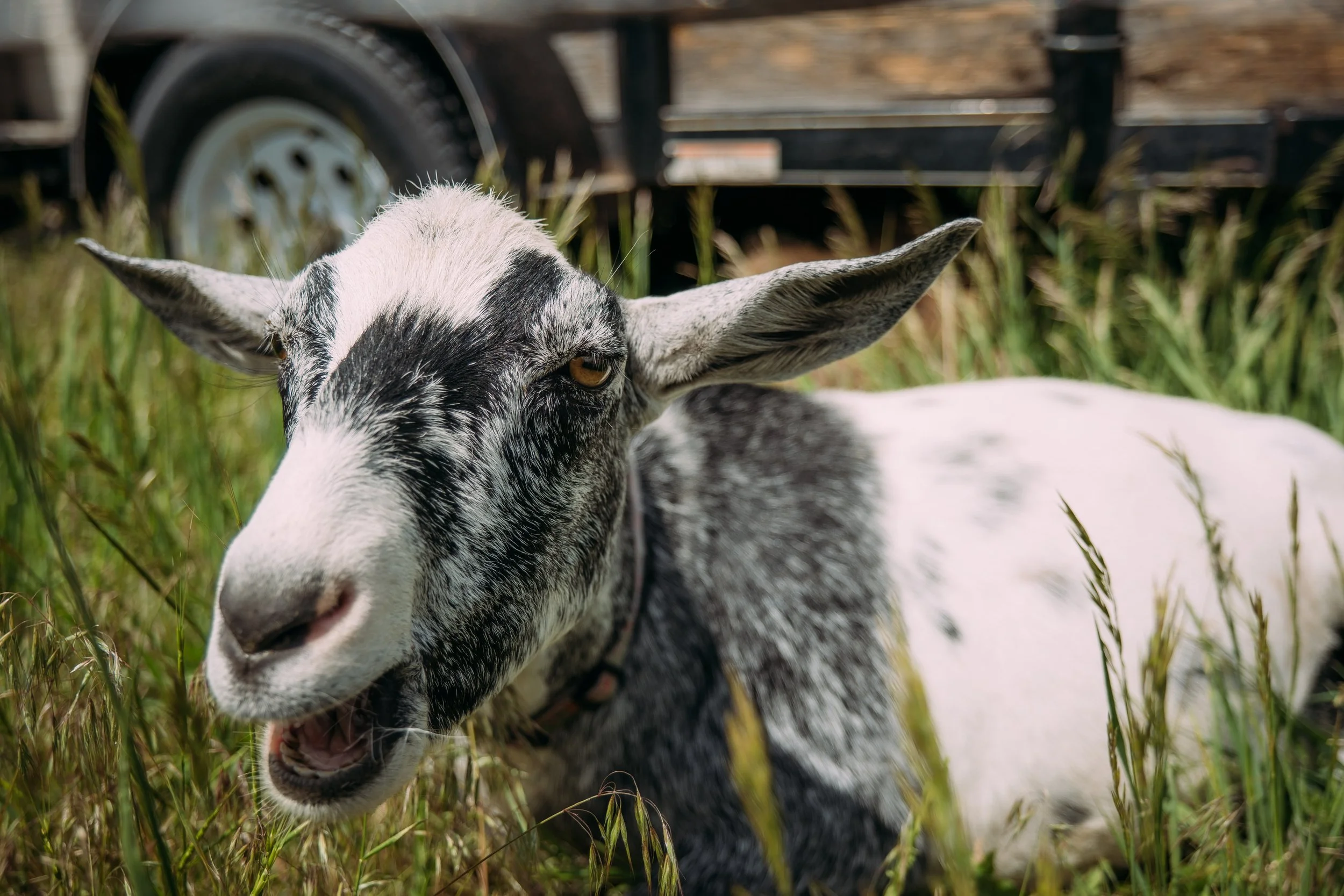 Close-up of a spotted goat with large ears lying in green grass.