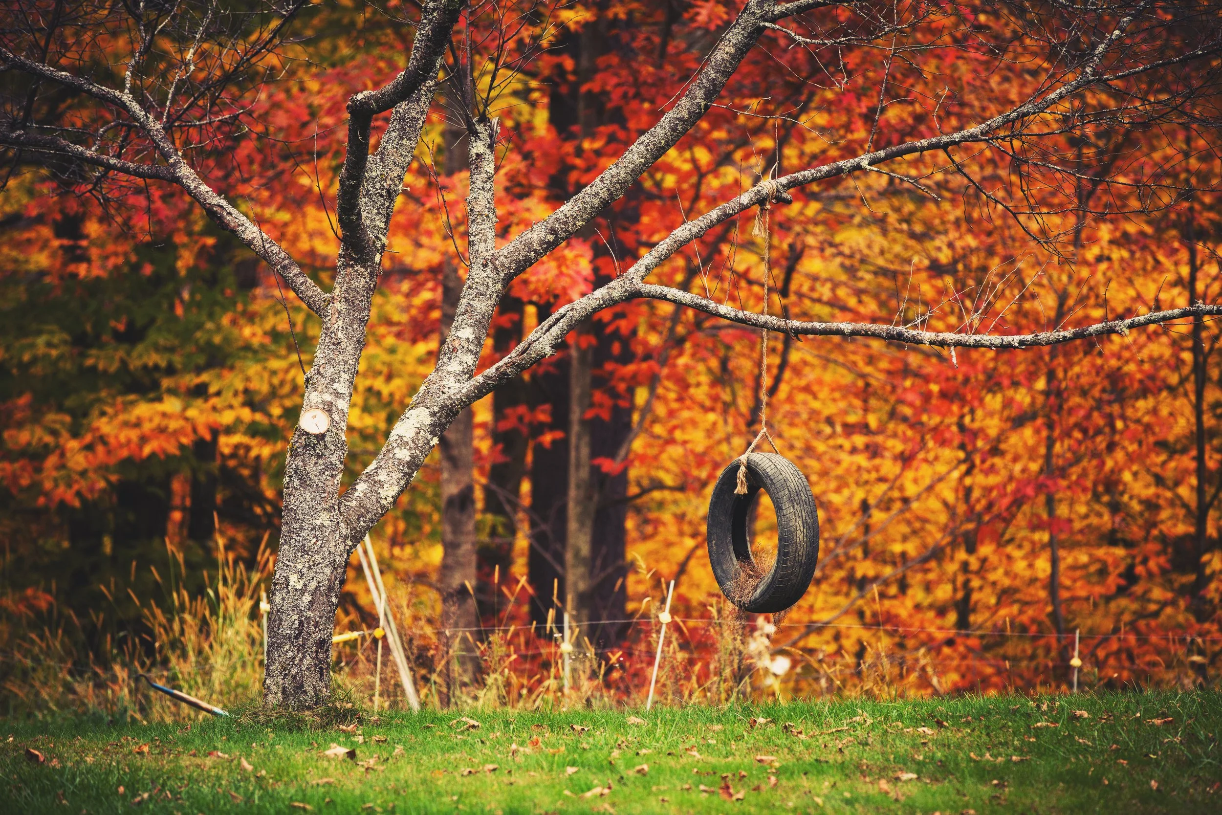 An autumn scene with a tree with orange and red leaves, a tire swing hanging from one of its branches, and a grassy area in the foreground.