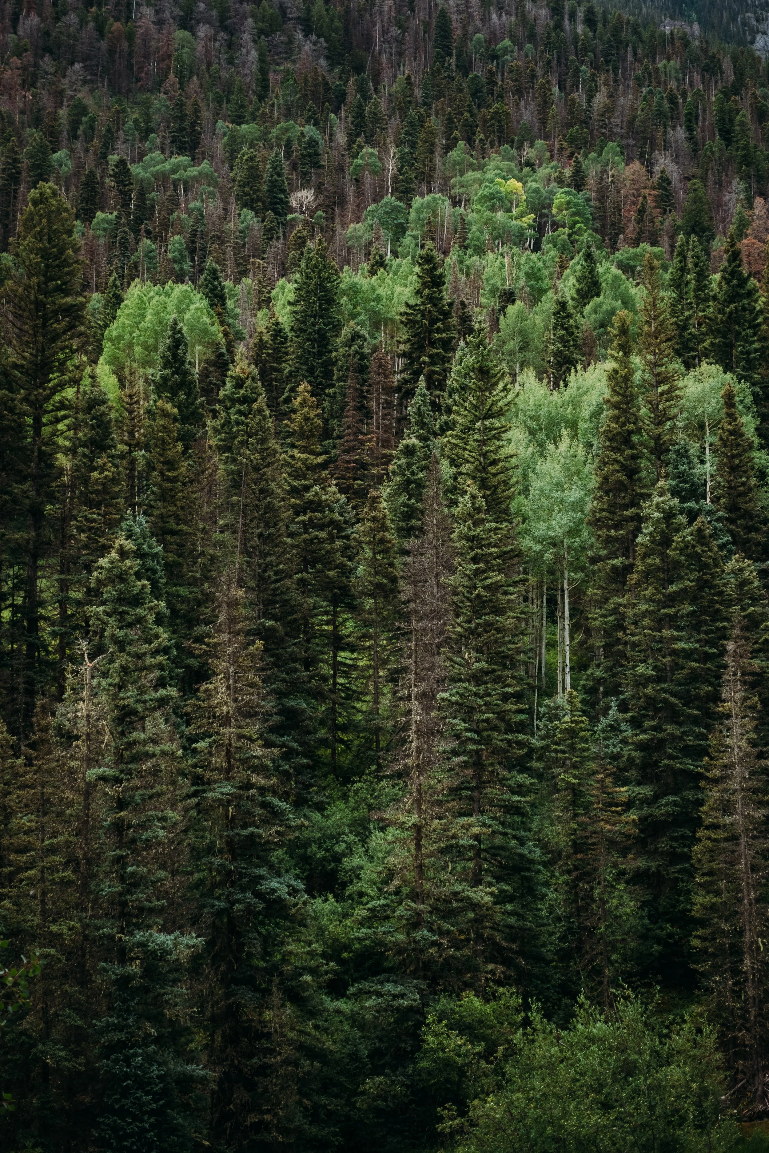 Dense forest of tall evergreen and deciduous trees on a mountain slope.