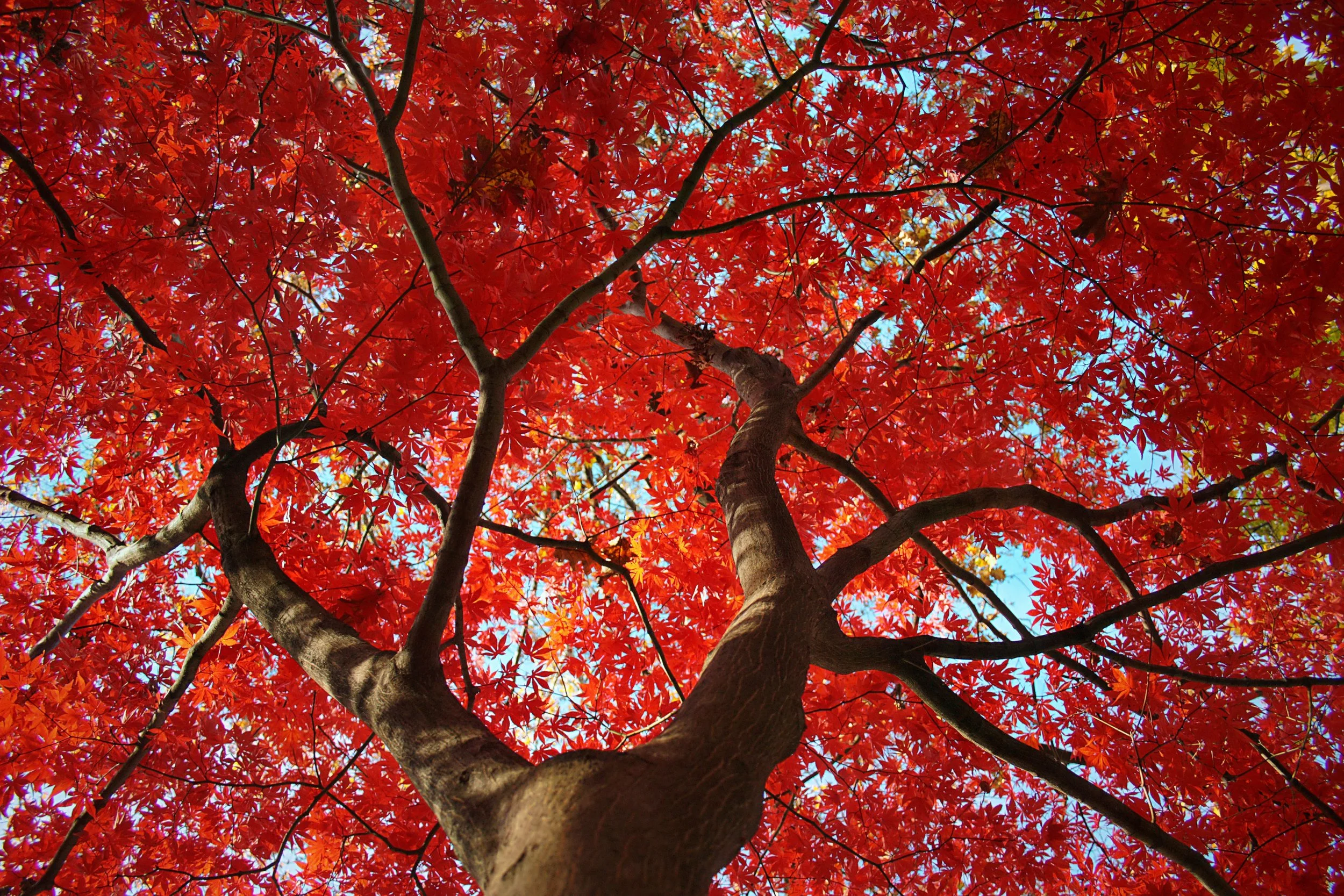 Looking up at a tree with bright red leaves in autumn, showing branches, trunk, and a clear blue sky in the background.