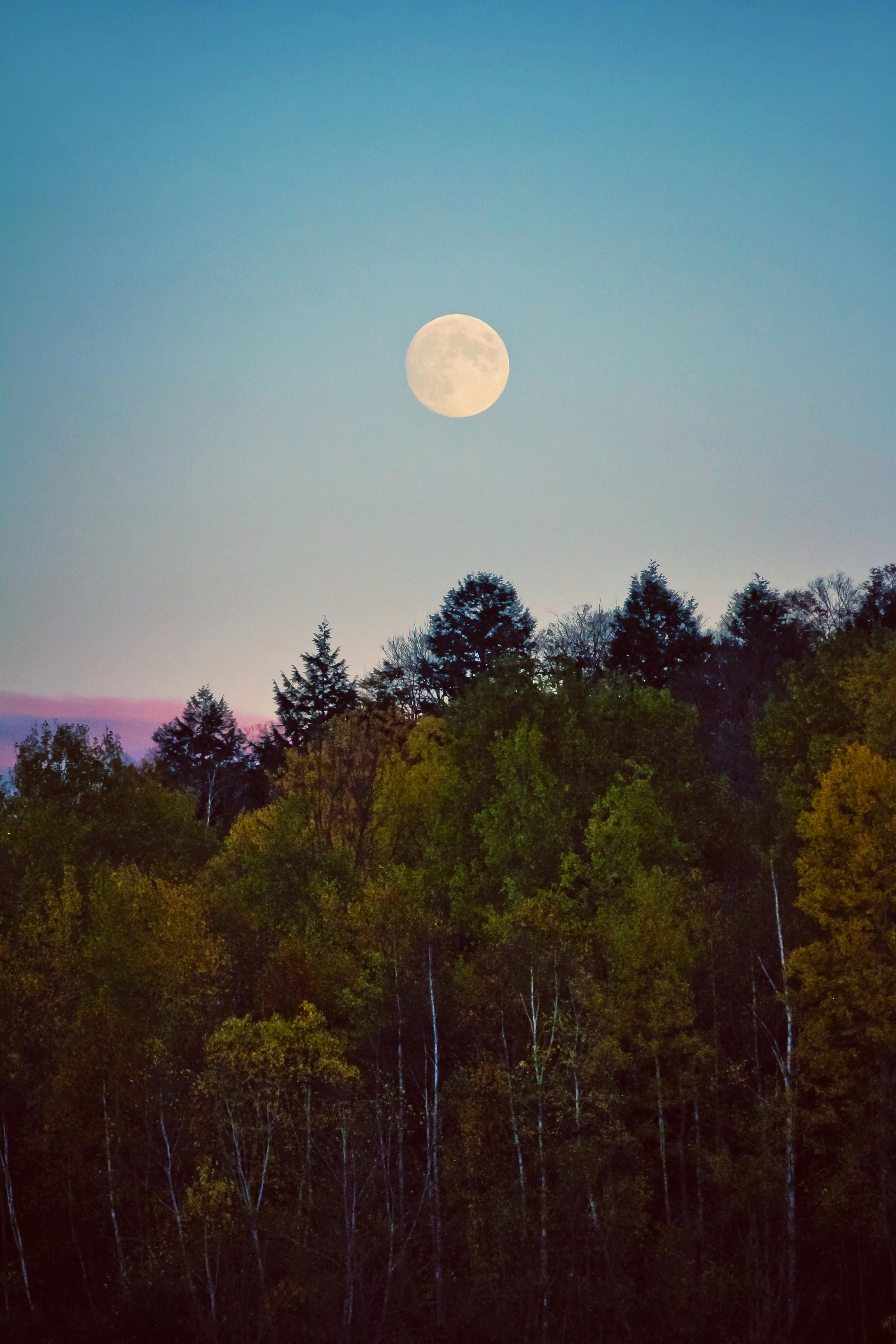 A full moon rising above a forest of trees during twilight.