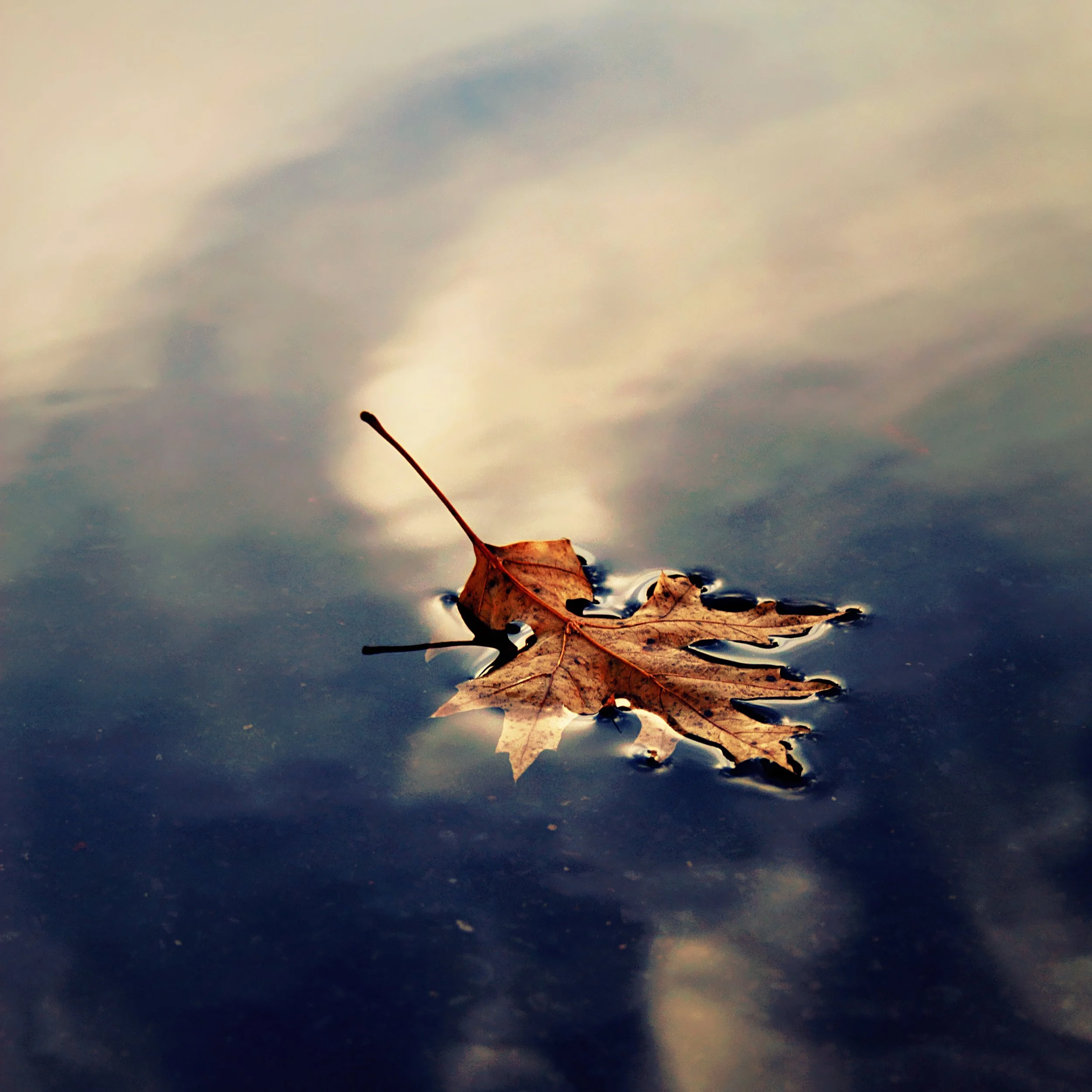 Close-up of a few fallen autumn leaves on water with reflections of the sky and clouds.