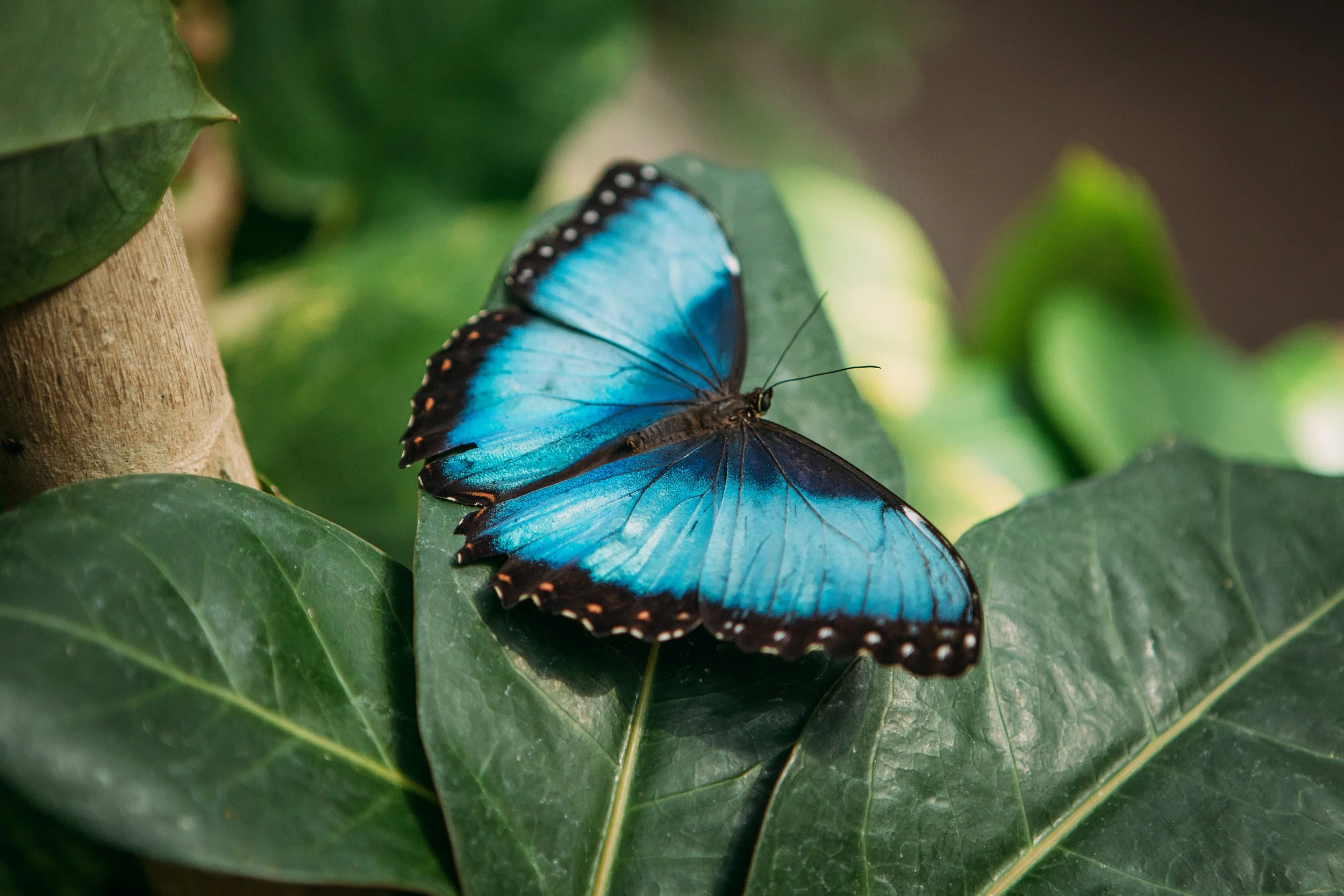 A blue butterfly perched on green leaves.