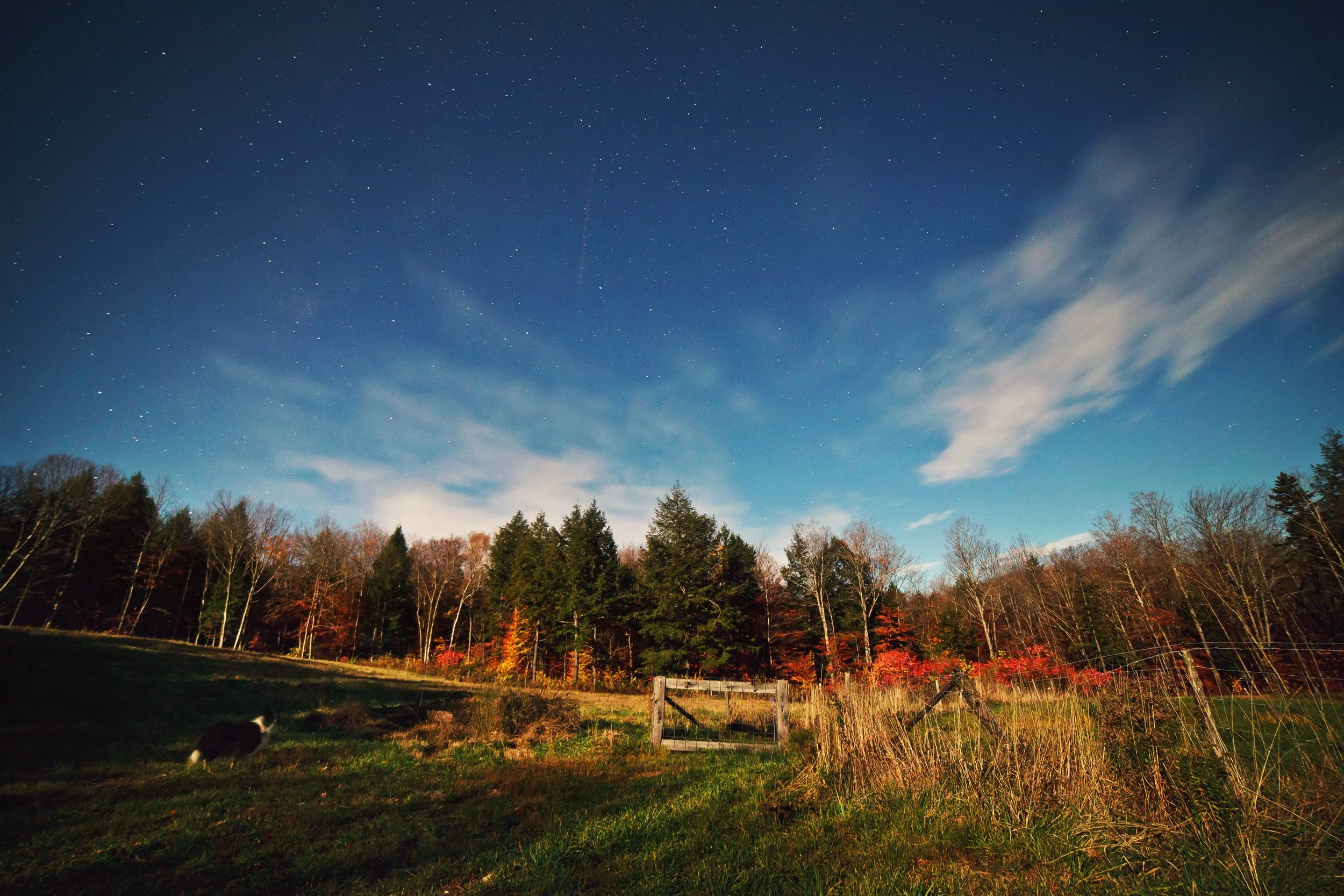 Nighttime sky with numerous stars and a few clouds over a forested landscape with trees and a fenced area, and a black and white dog in the grass.