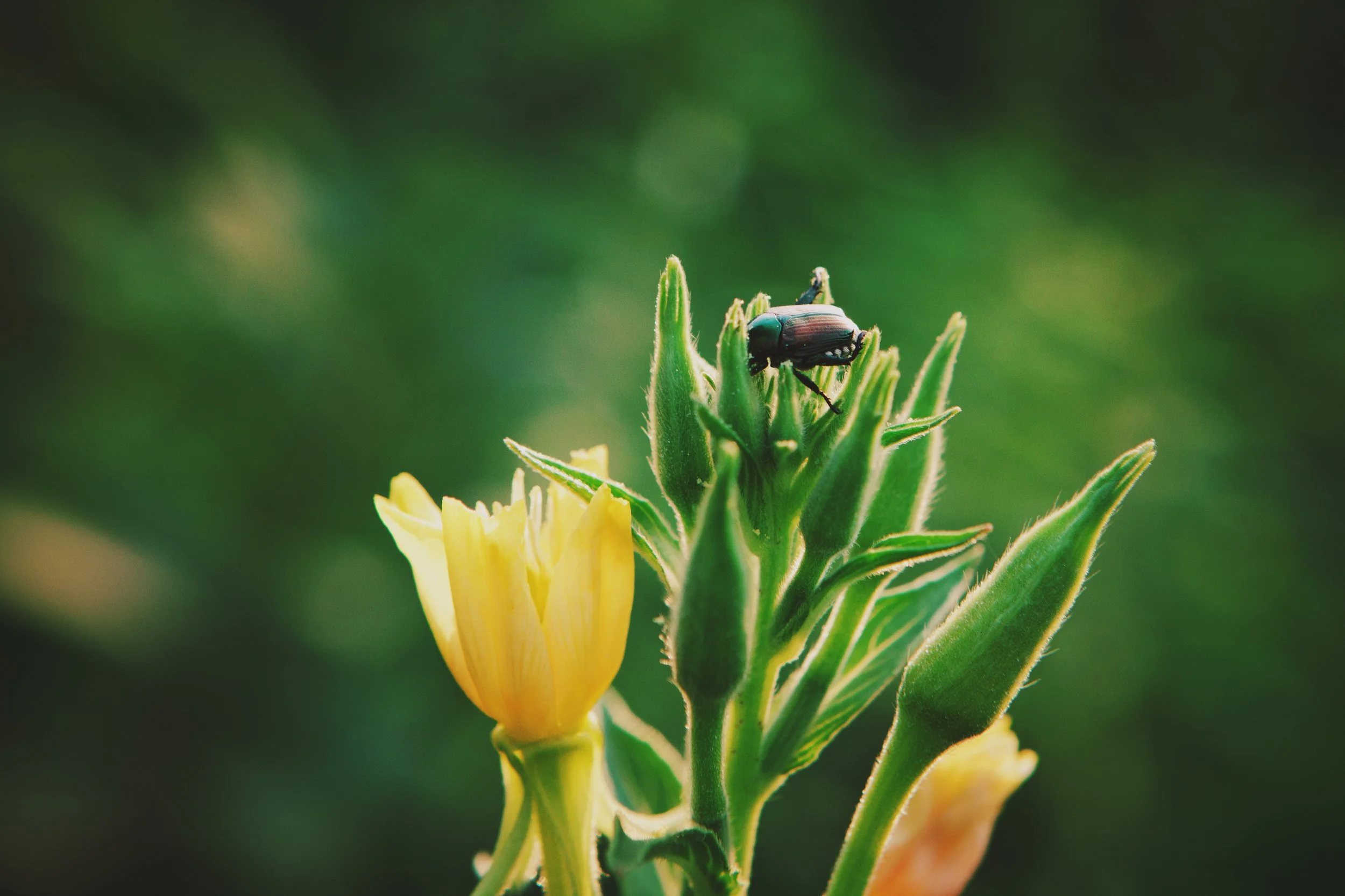 A bee perched on a yellow flower with green buds and leaves, against a blurred green background.