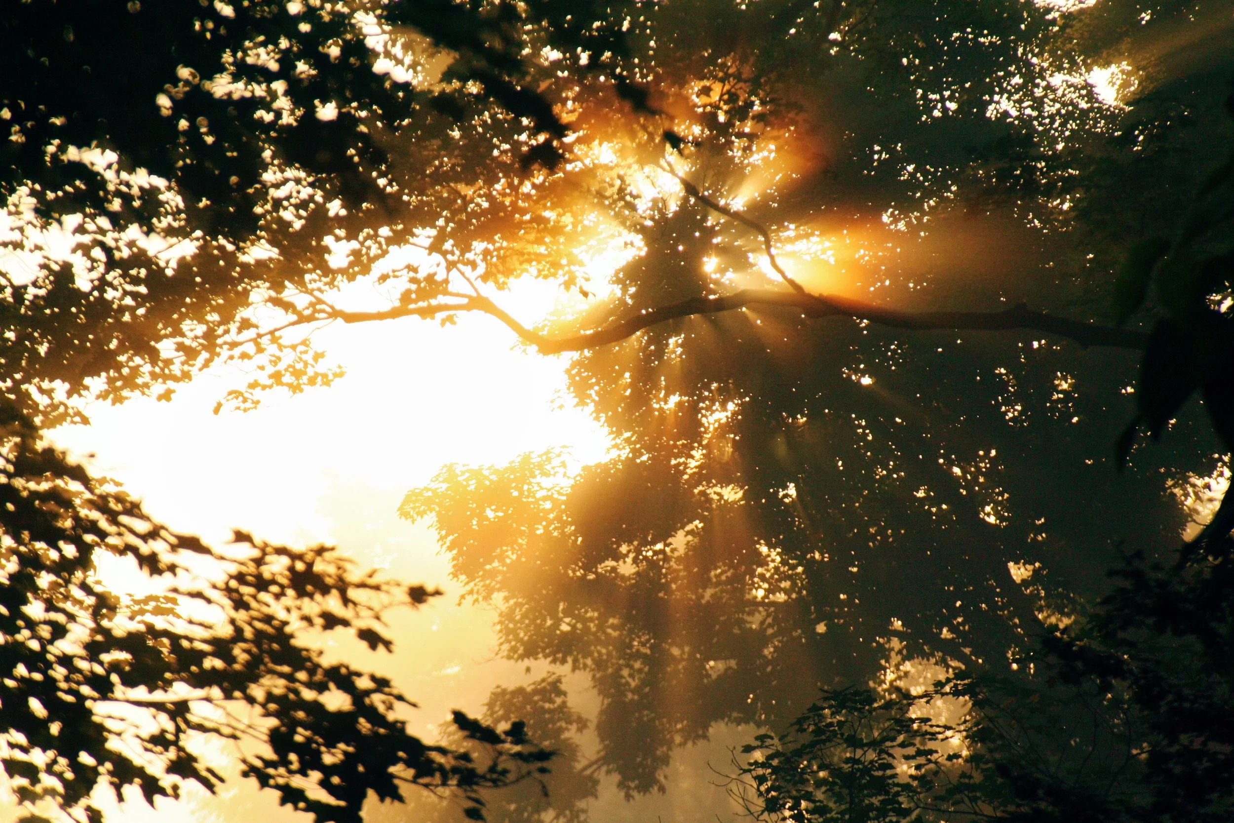 Sunlight shining through the leaves of trees during sunset or sunrise.