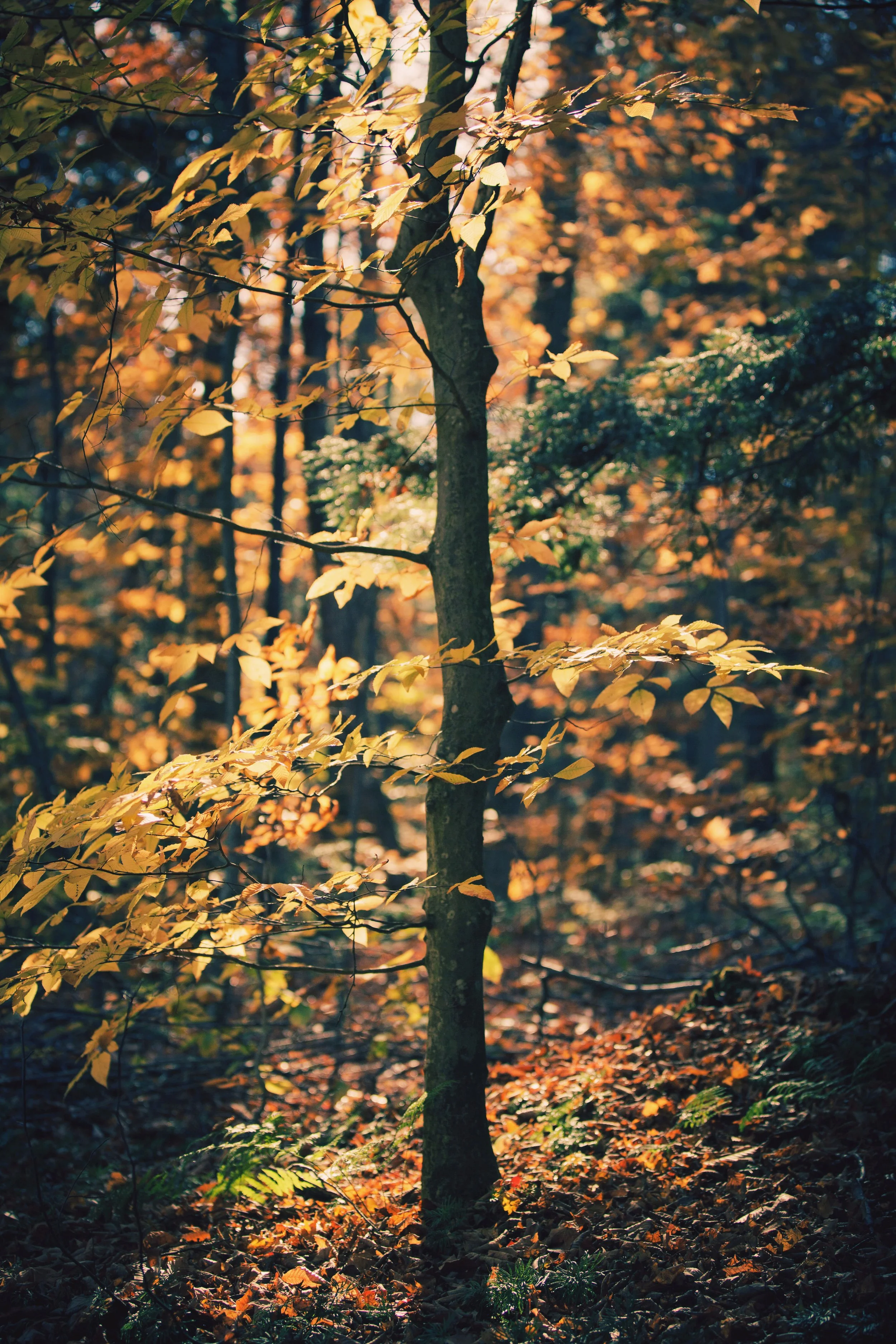 Sunlight filters through autumn leaves on a tree in a forest, with fallen leaves on the ground.
