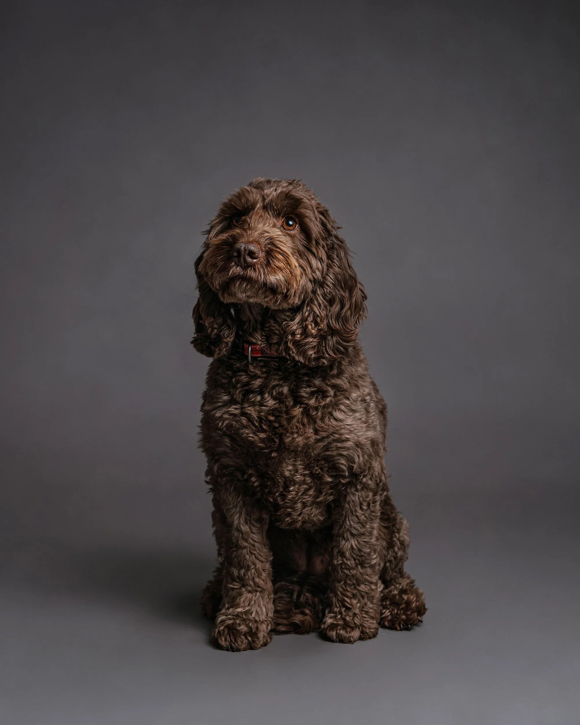 brown dog photographed at kath evans photography studio talgarth brecon mid wales