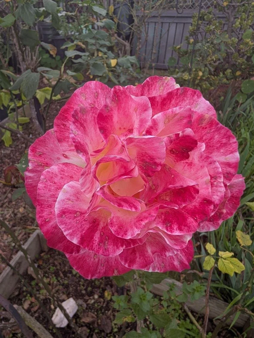 Santa Monica Wayfinding with Garden Safaris