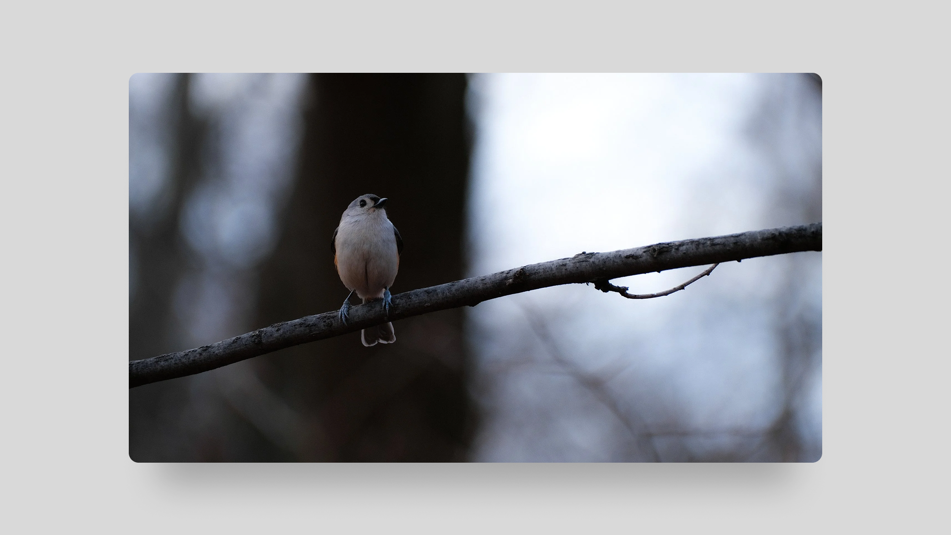 Walldrop Photo 3.png