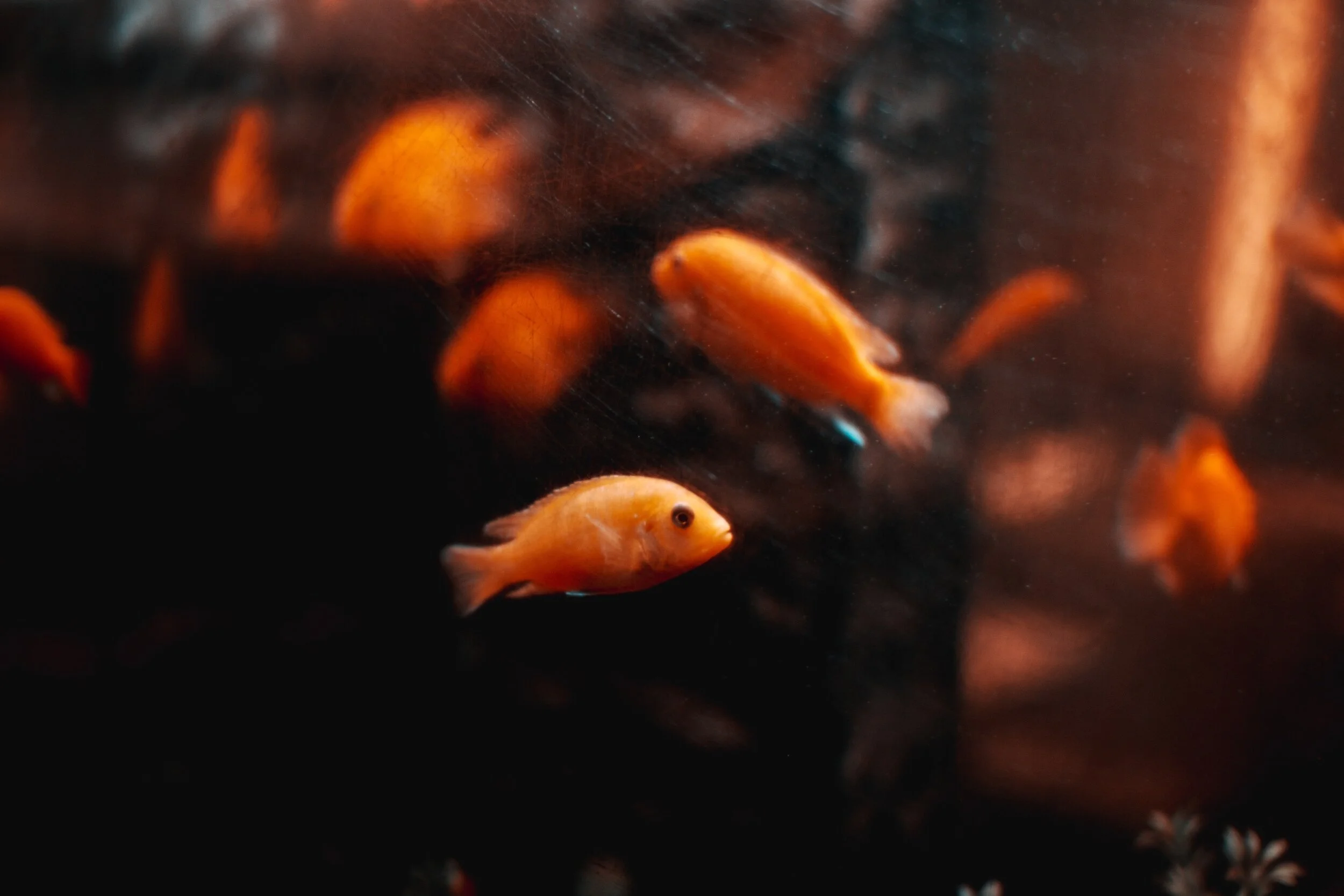Gone Fishing - My shortlisted story for the Sheffield Short Story Competition