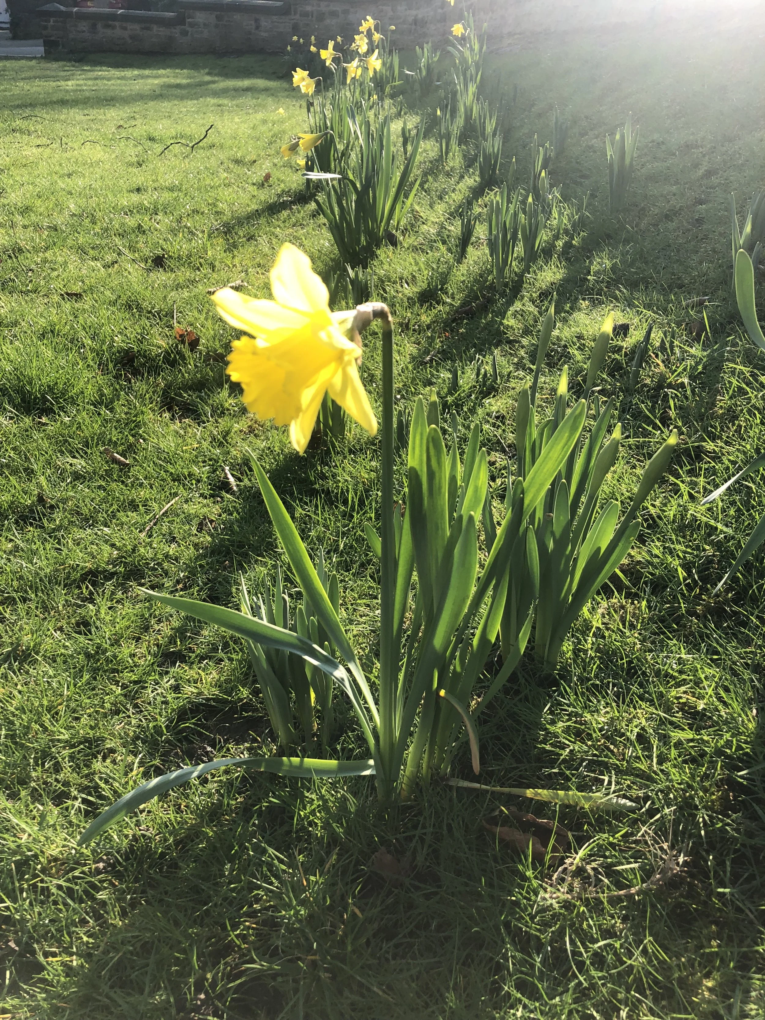 Daffodil - a poem for spring