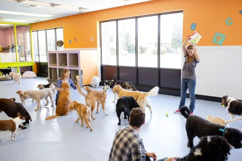 How to Choose the Best Dog Daycare in Brooklyn