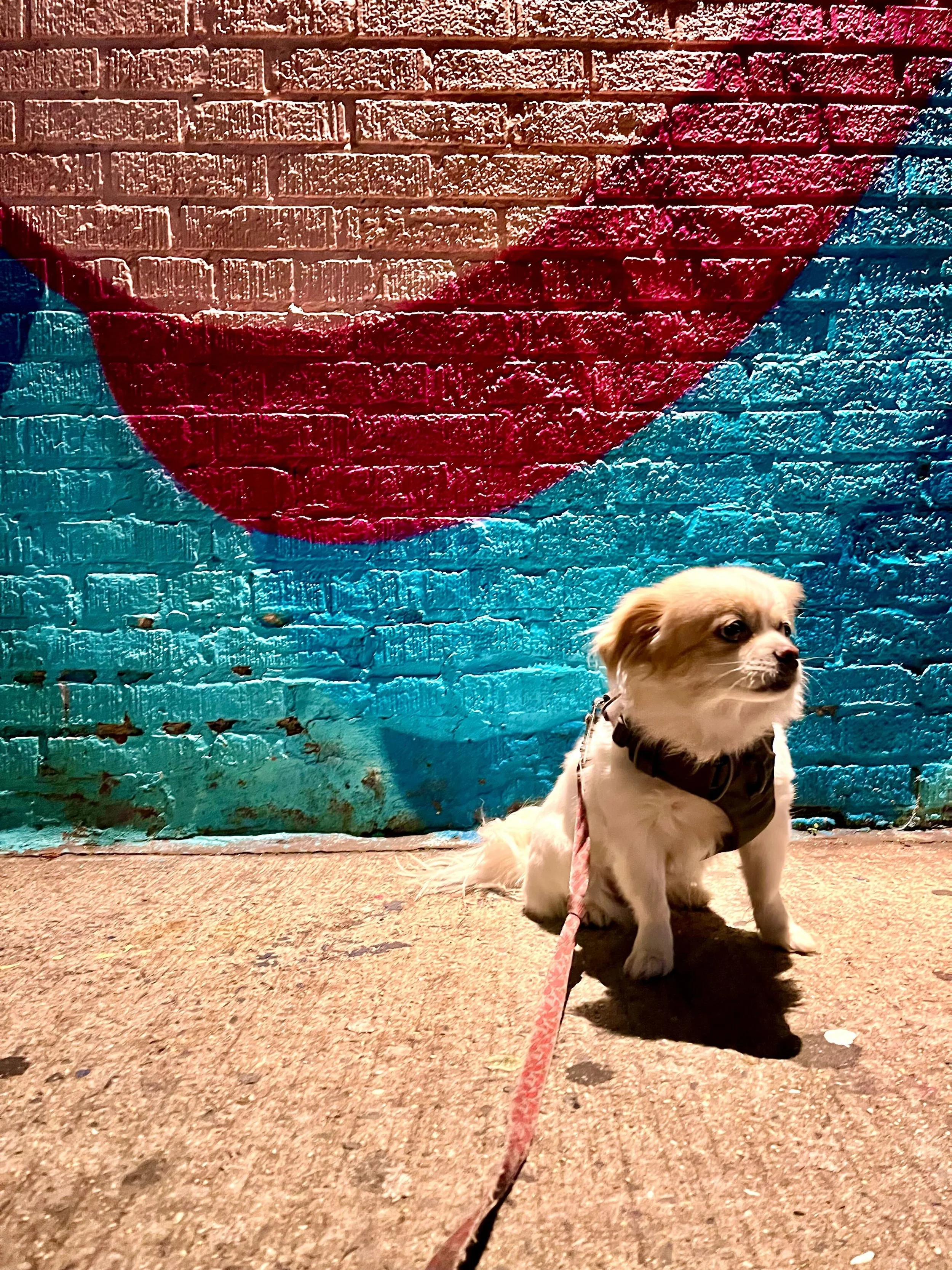 Four dogs sitting on a brick-paved park with a person holding leashes. In the background, people are sitting on benches in a city park with trees and buildings.