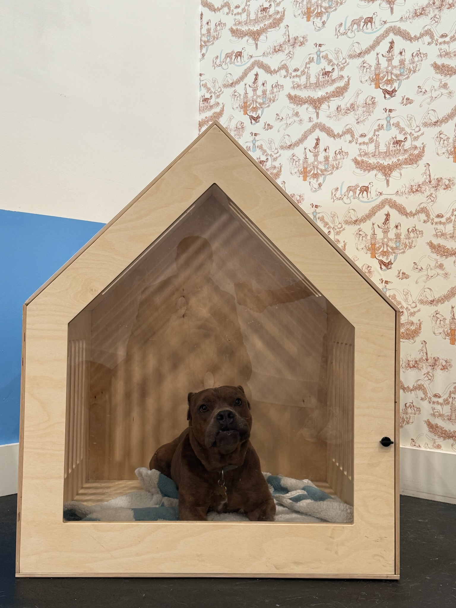 A brown dog lying in a gray pet bed with a gray blanket, surrounded by green potted plants, on a wooden floor.