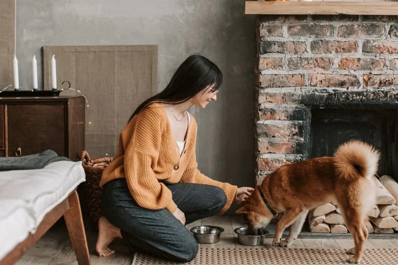 Caregiver providing calm, one-on-one attention to a dog, showing gentle handling and emotional wellbeing in a home-like setting.