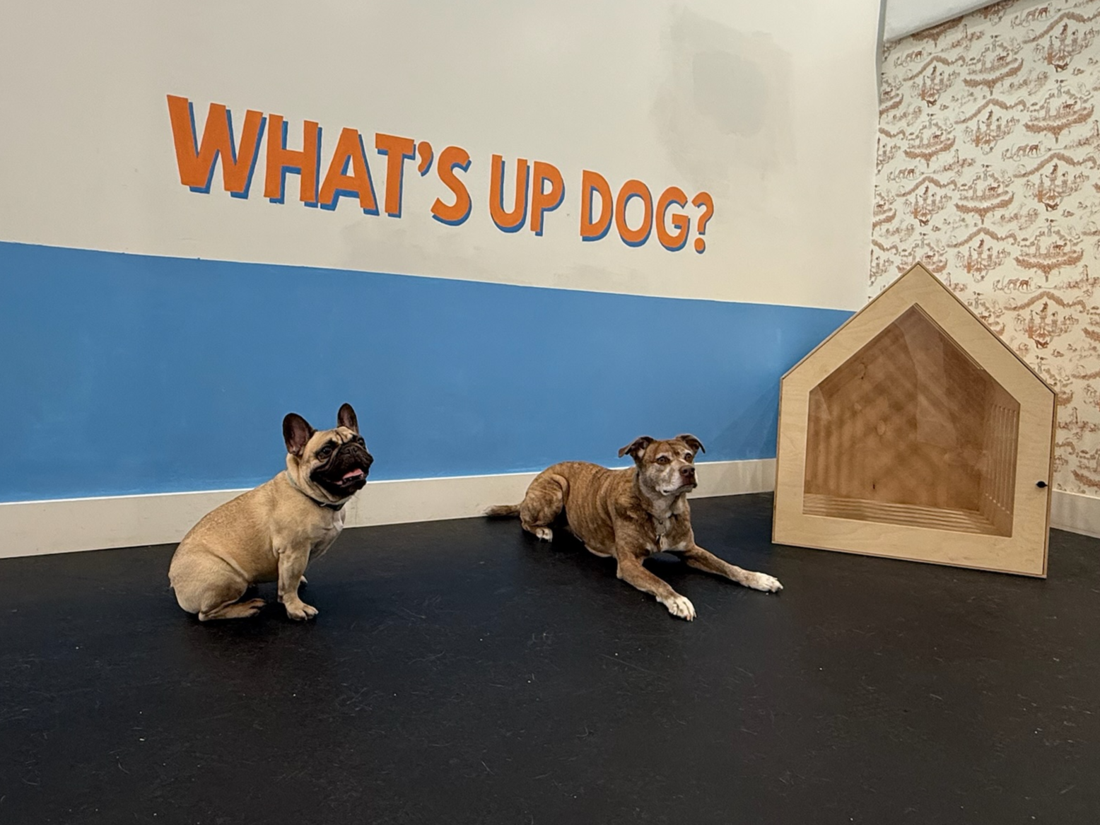 A small dog with a spotted brown and white coat sitting on wooden floor, looking up at the camera in a sunlit room.
