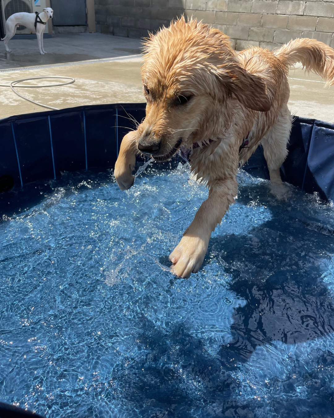 Little Leash Society Puppy Meet Up