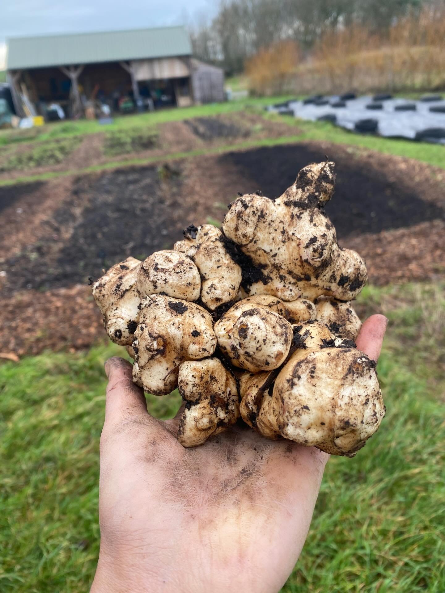We will be selling Jerusalem artichokes at this weekend&rsquo;s markets 🌱
These tubers often get a bad reputation because they&rsquo;re high in inulin &mdash; a prebiotic fibre that some people need time to adjust to. But from our perspective, they&