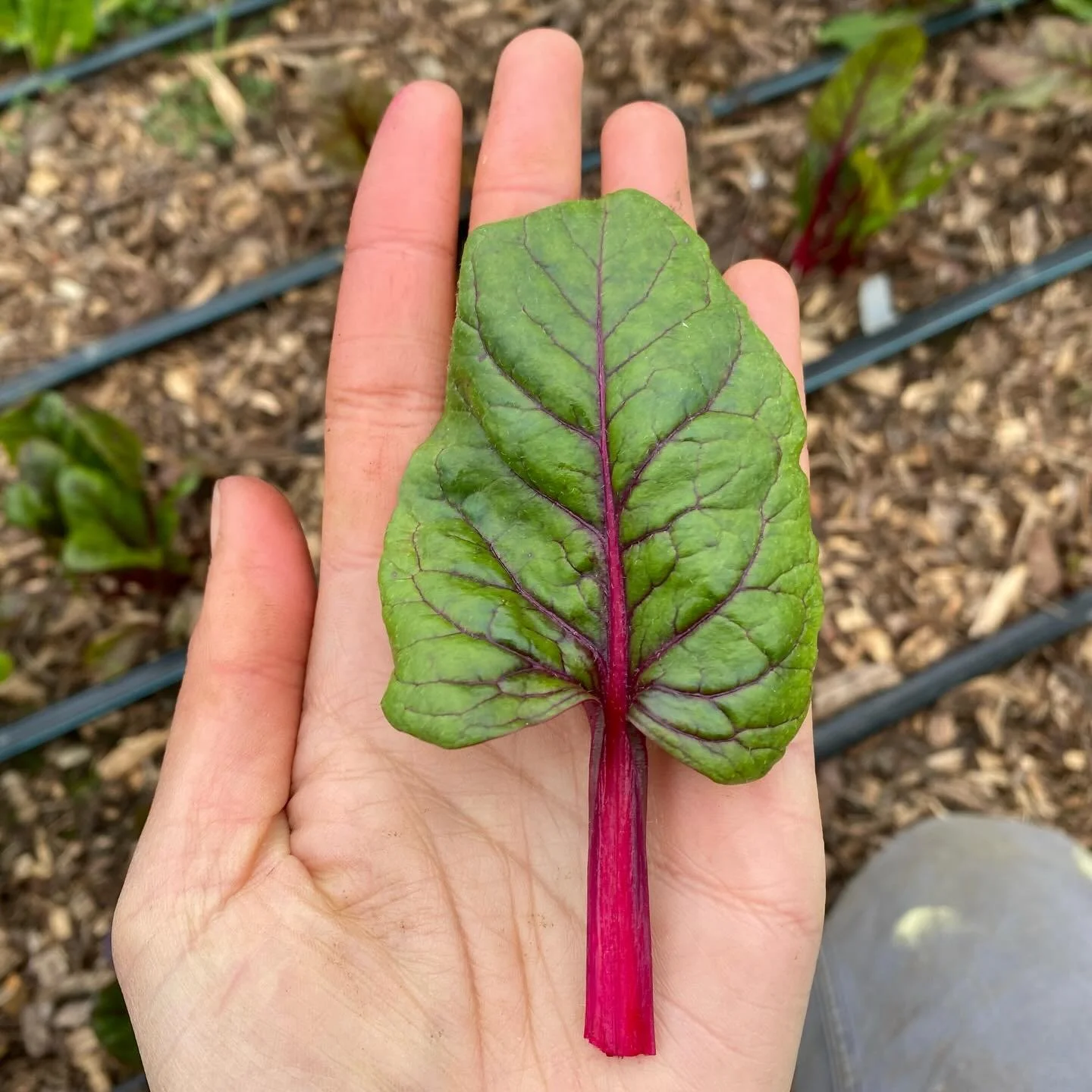 We have had a busy week on the farm - filling up our woodchip hotbeds, getting the first spring sowings done, harvesting the most beautiful chard, planting 250m of willow shelterbelts, and getting lots more perennial crops in the ground. The start of