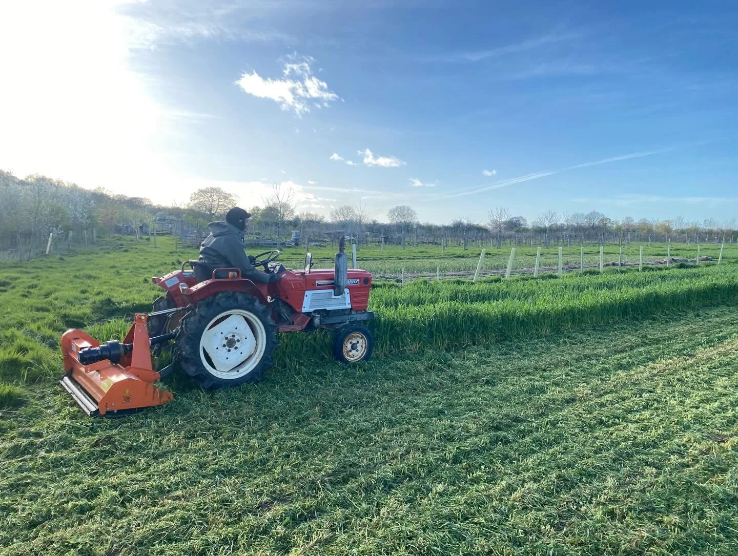 A busy week flailing overwintering green manures, cultivating beds and planting onions, potatoes and carrots. Our seedlings are coming along nicely too, and in the next week our tomatoes and aubergines will be ready to be transplanted into the tunnel