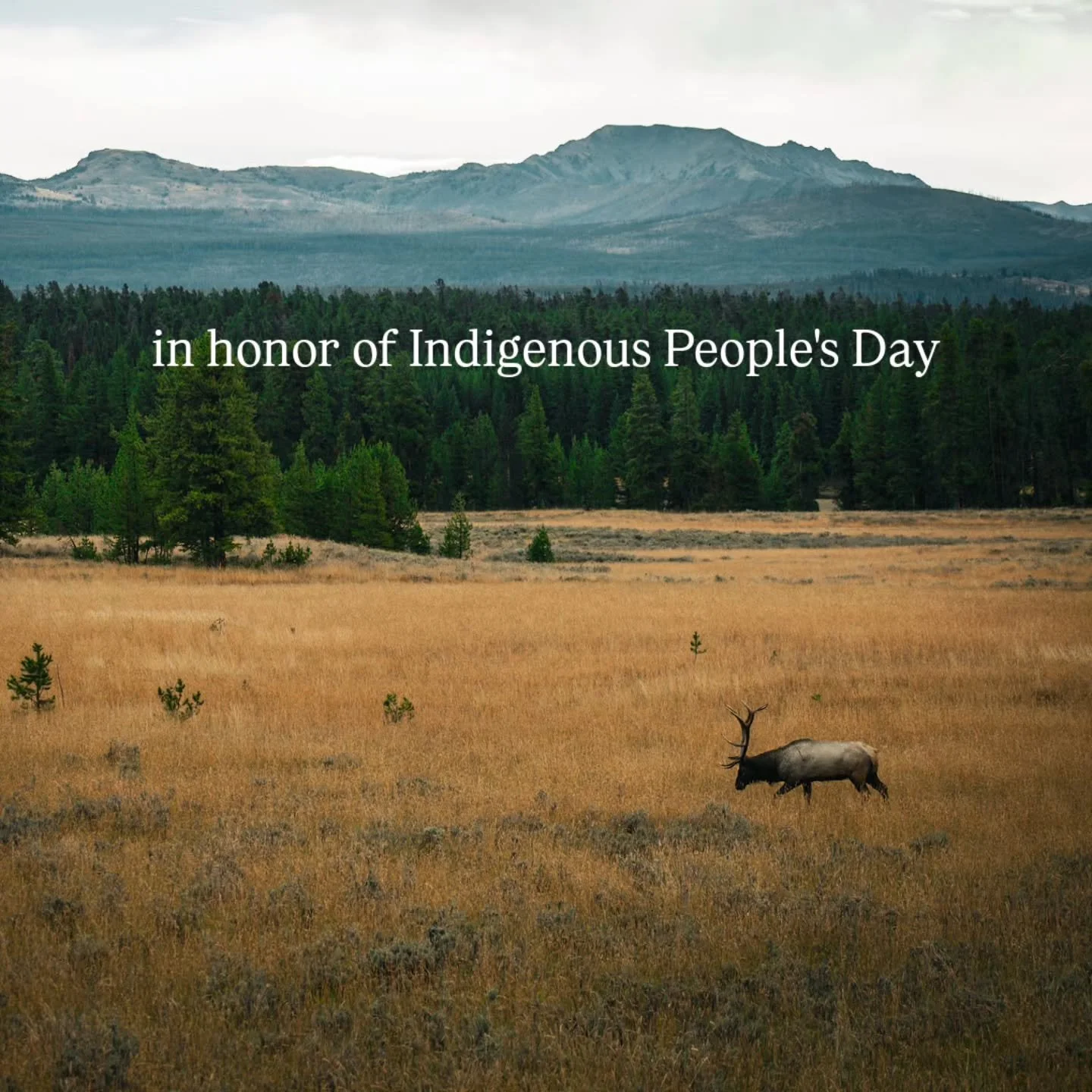 Thank you for the countless ways you have stewarded the land, protected the landscapes we love, and carried forward generations of knowledge and wisdom.

Thank you for keeping language, stories, and traditions alive, and for honoring ways of knowing 