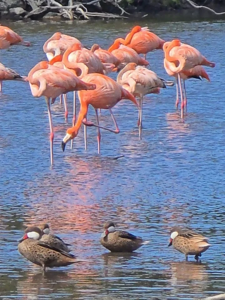 🏝️ Join us in Virgin Islands National Park, March 21-28, 2027!

We had so much fun this year we're doing it again, and you're invited. Here are some of the highlights from our volunteer trip in the Caribbean:

1. Wildlife! We saw flamingos, sea turt