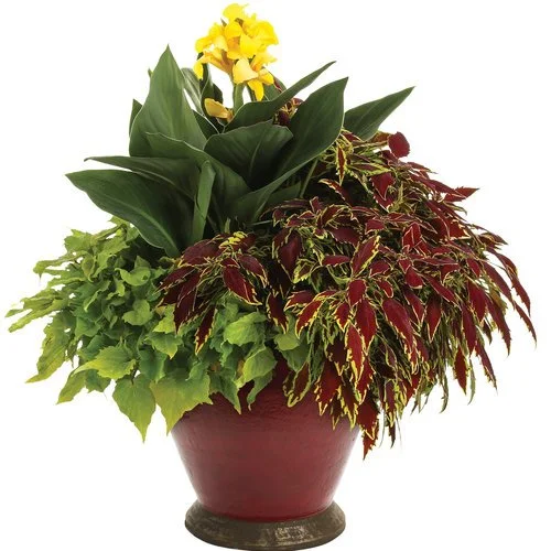 Mother's Day Summer Planter Workshop