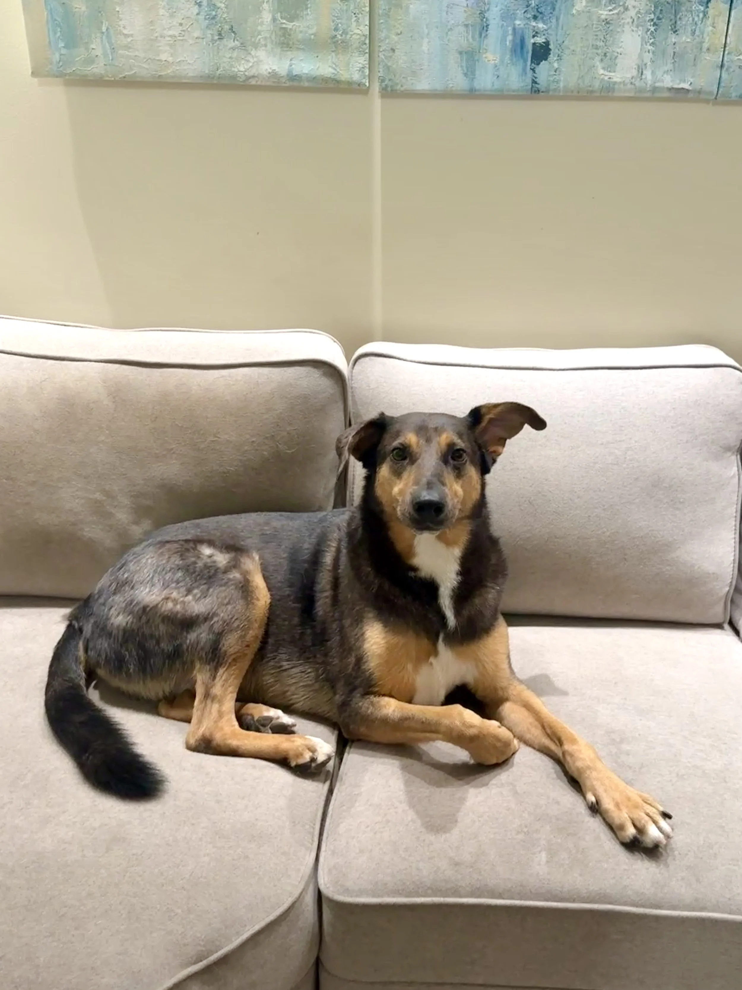 A dog with a black, brown, and white coat laying on a beige sofa in front of a wall with abstract art.