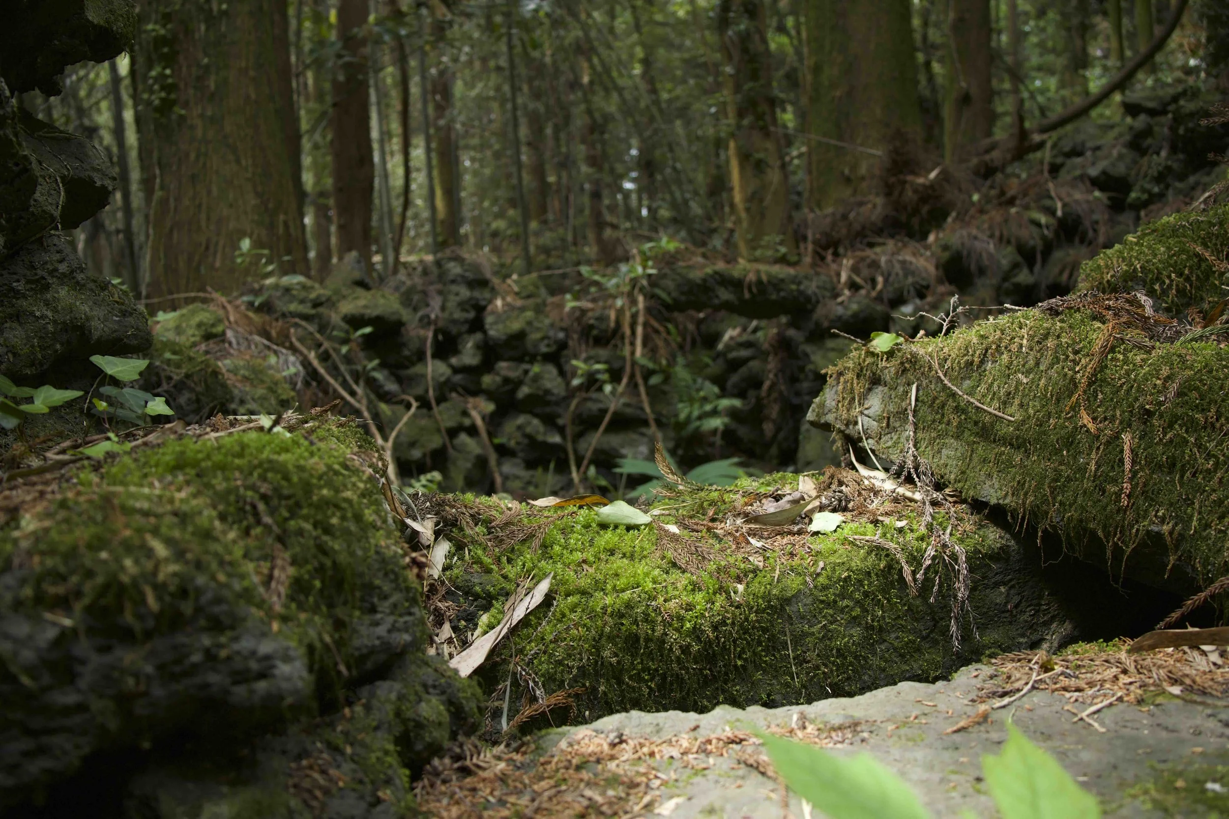 walls and moss.jpeg
