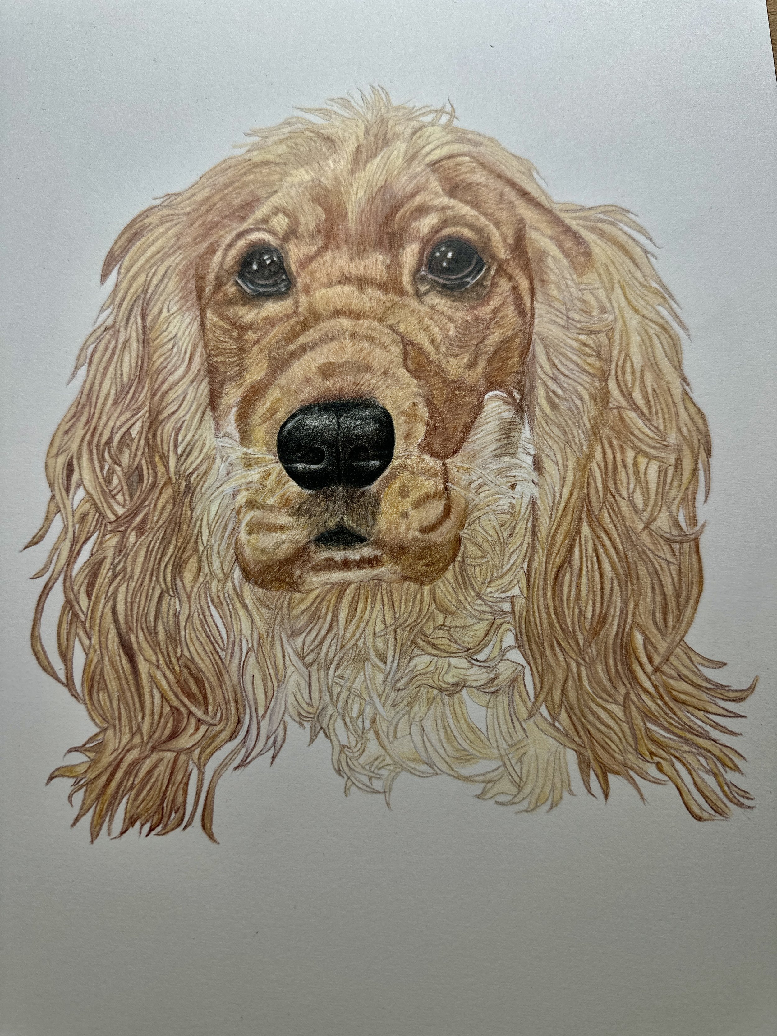 English cocker spaniel in colored pencil