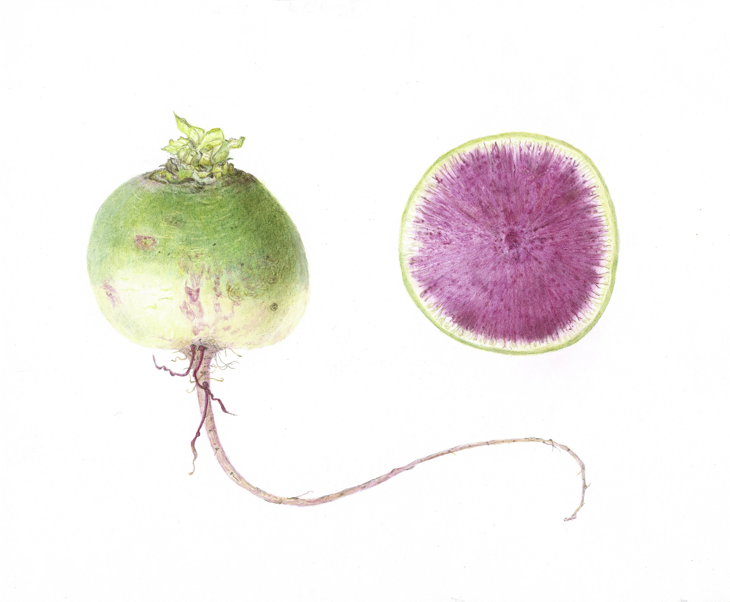 2_cropped.jpg
