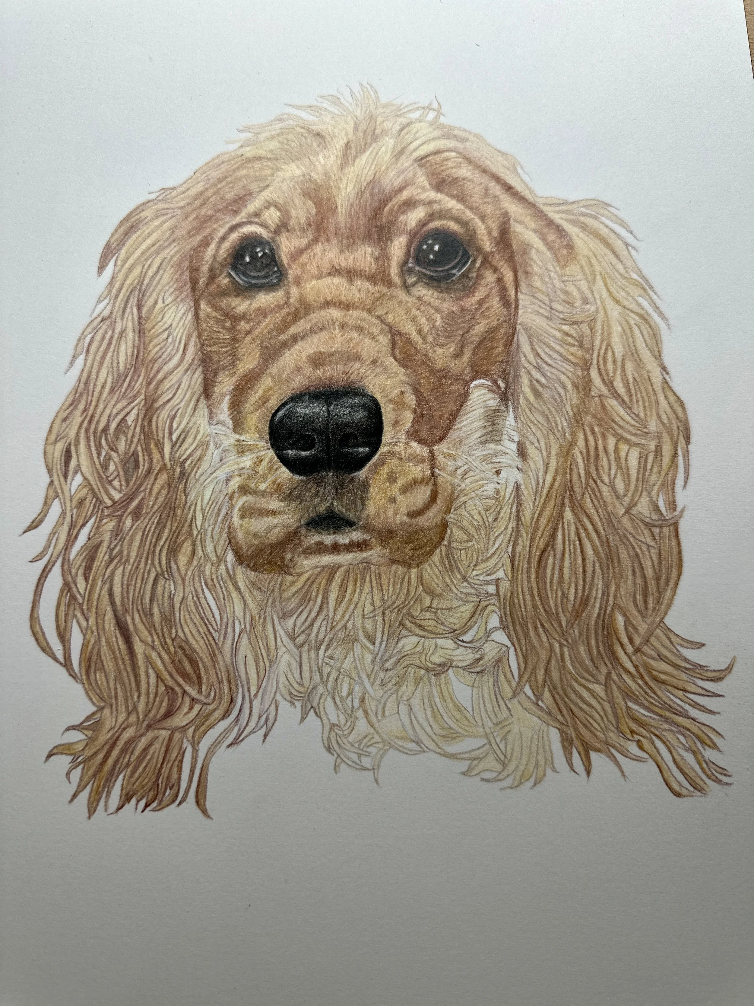 English cocker spaniel in colored pencil