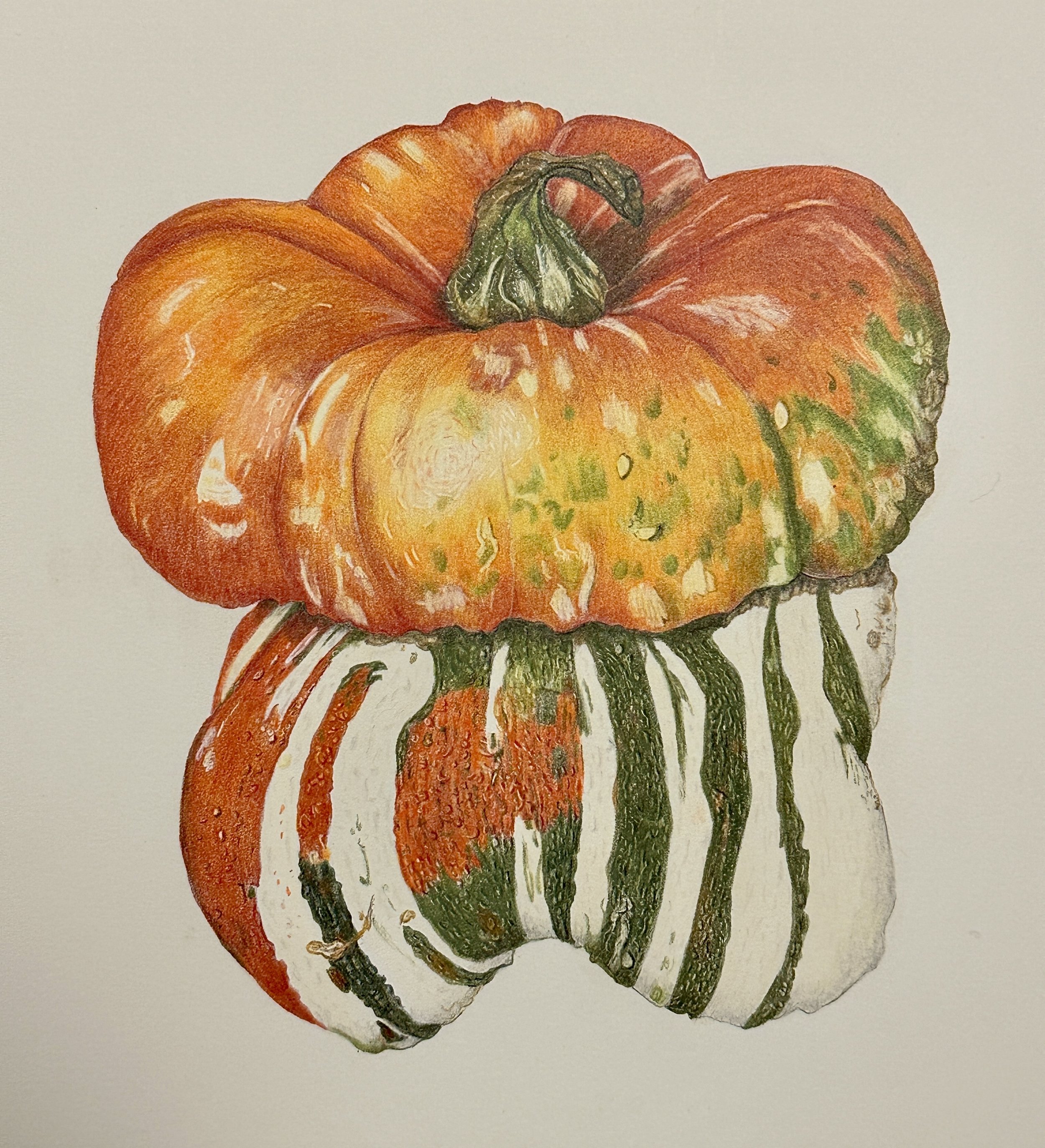 turban squash in colored pencil
