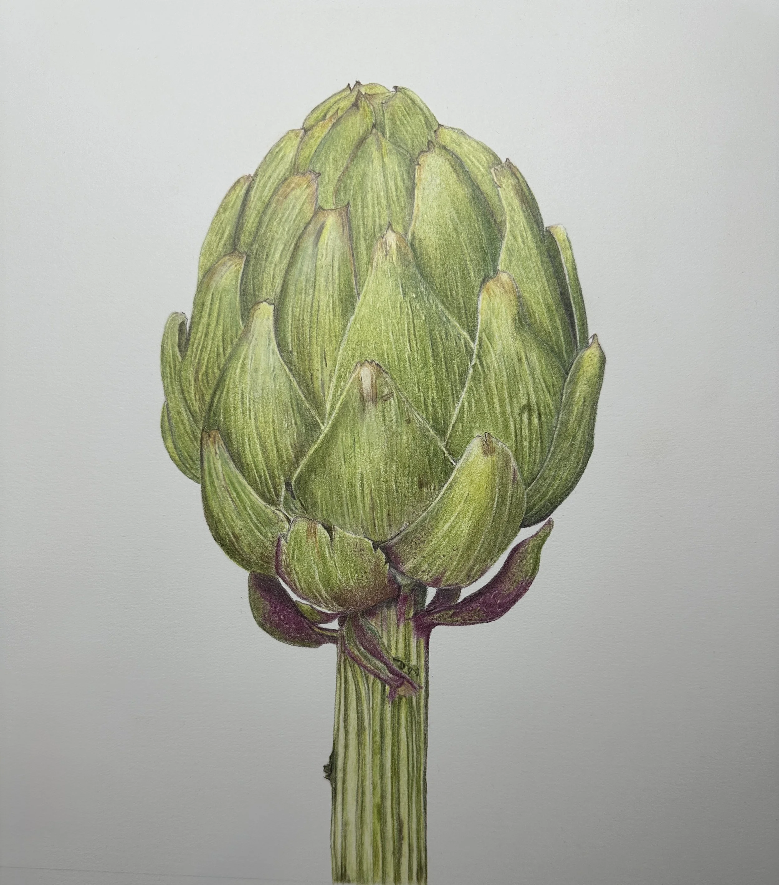 artichoke in colored pencil