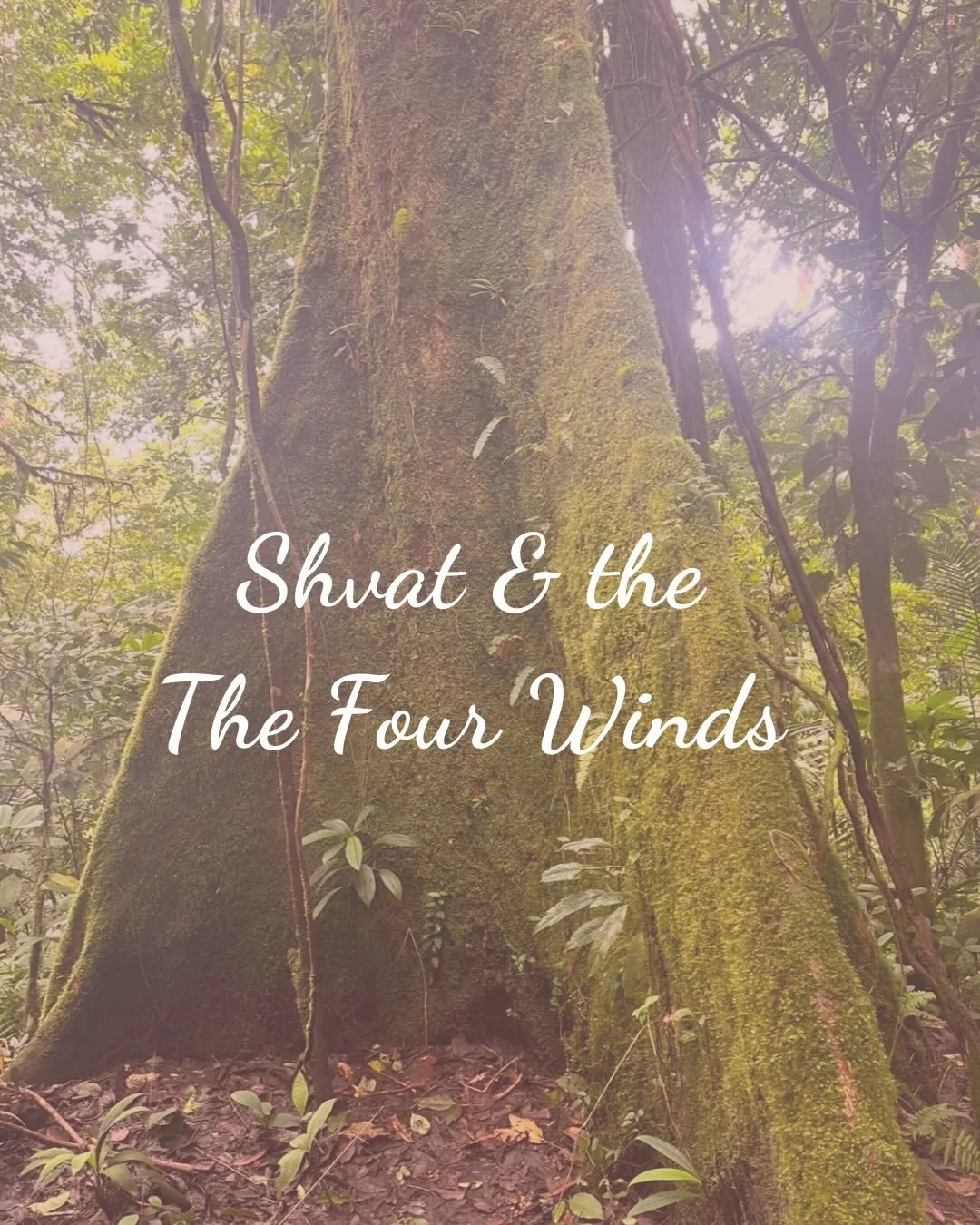 In Shvat, the winds of our breath come to wake up what has been stagnant, moving from frozen to fluid. Rejuvenative energy begins to stir in unseen realms.

🌕On the full-moon holiday of Tu B&rsquo;Shvat, there&rsquo;s a Kabbalistic custom to drink f