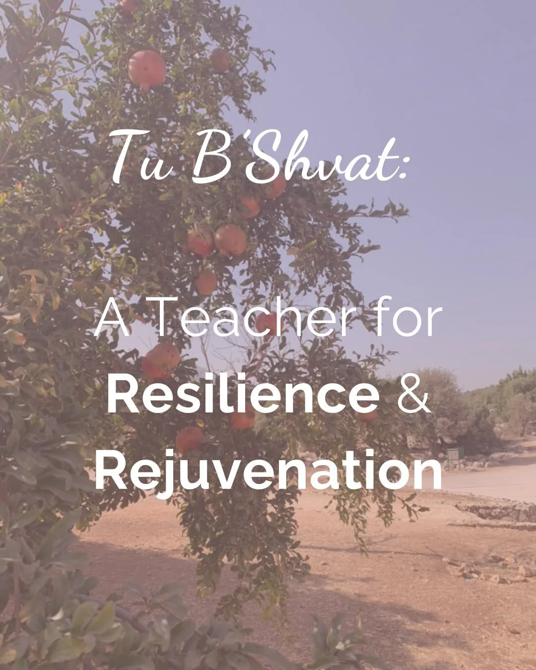 As we witness what&rsquo;s unfolding in Minnesota and around the world, it&rsquo;s natural to feel overwhelmed&mdash;even hopeless.
Tu B&rsquo;Shvat, the birthday of the trees, teaches us about resilience.
We can return to our inner tree&mdash;a plac