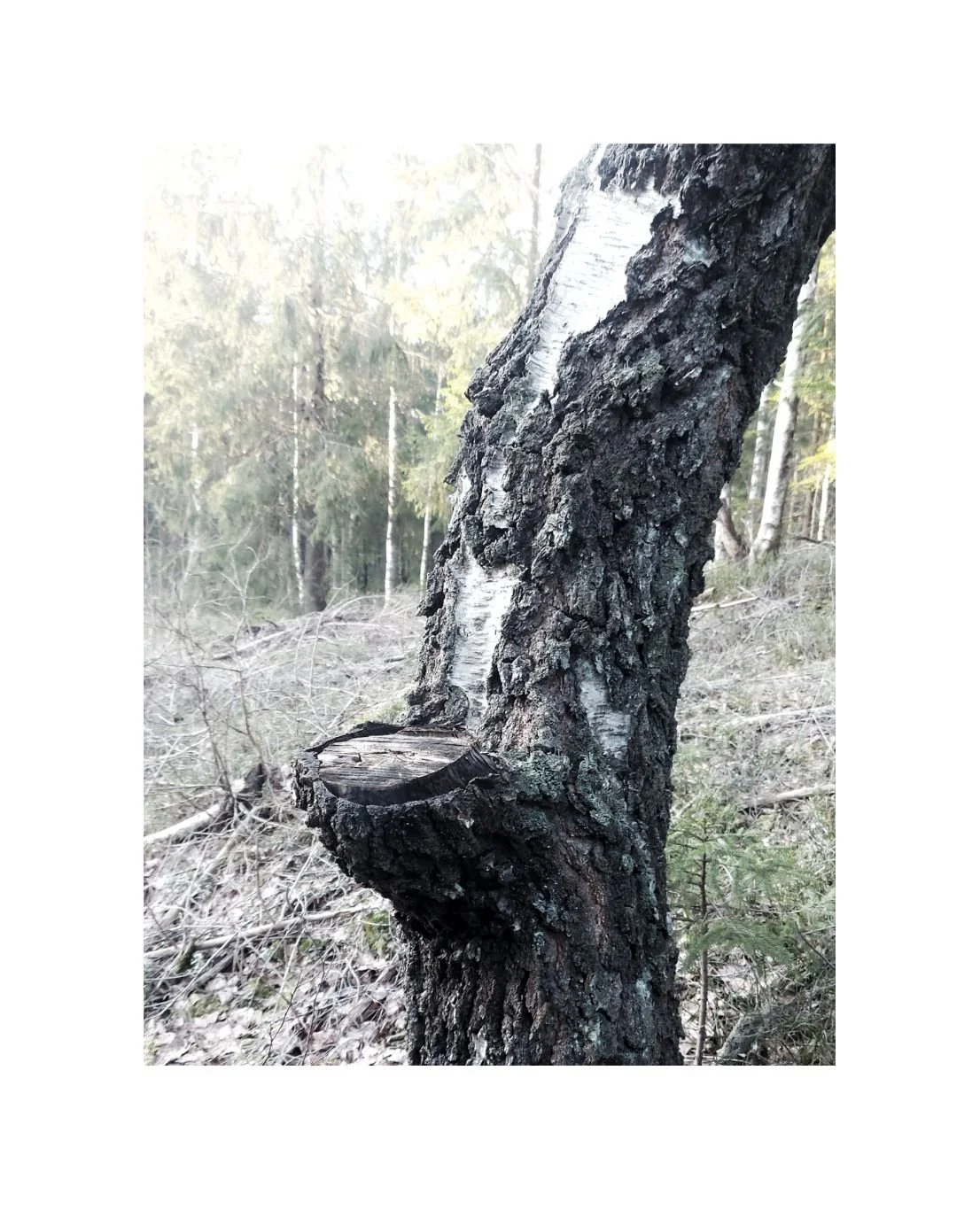 Träd_Feb25_FormInkognito.jpg