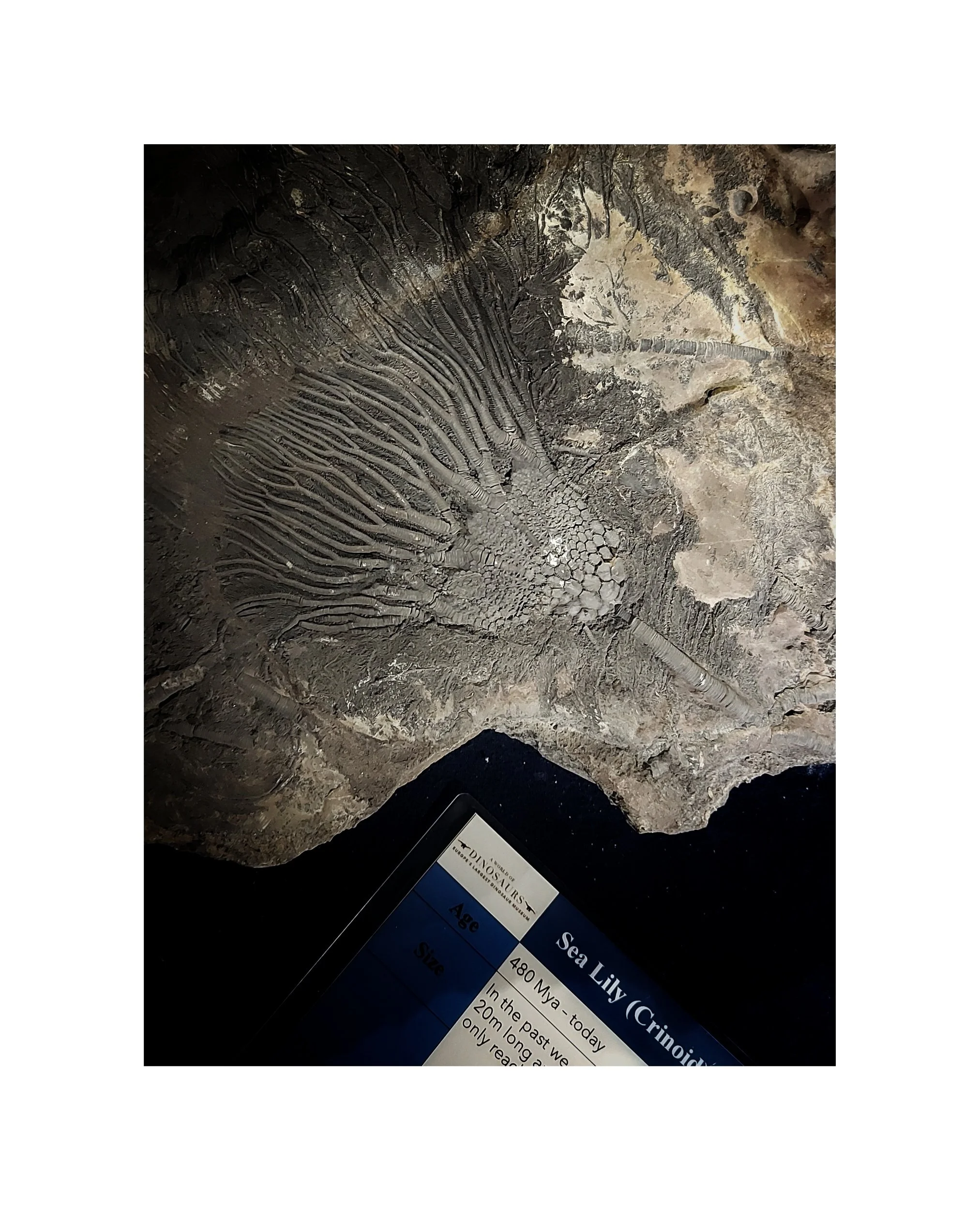 FormInkognito_sommar 2025_fossil inspiration.jpg
