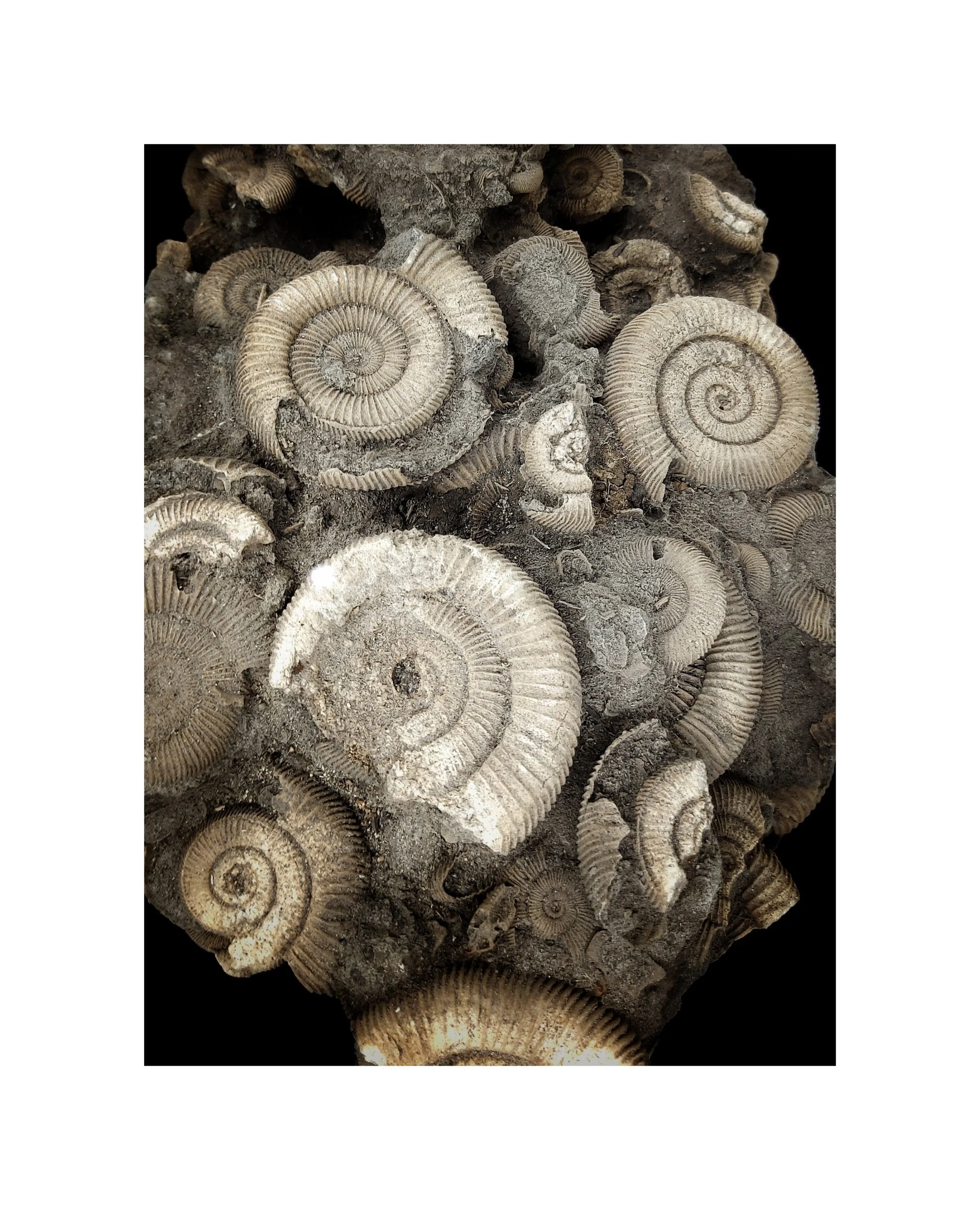 FormInkognito_sommar 2025_fossil inspiration 2.jpg