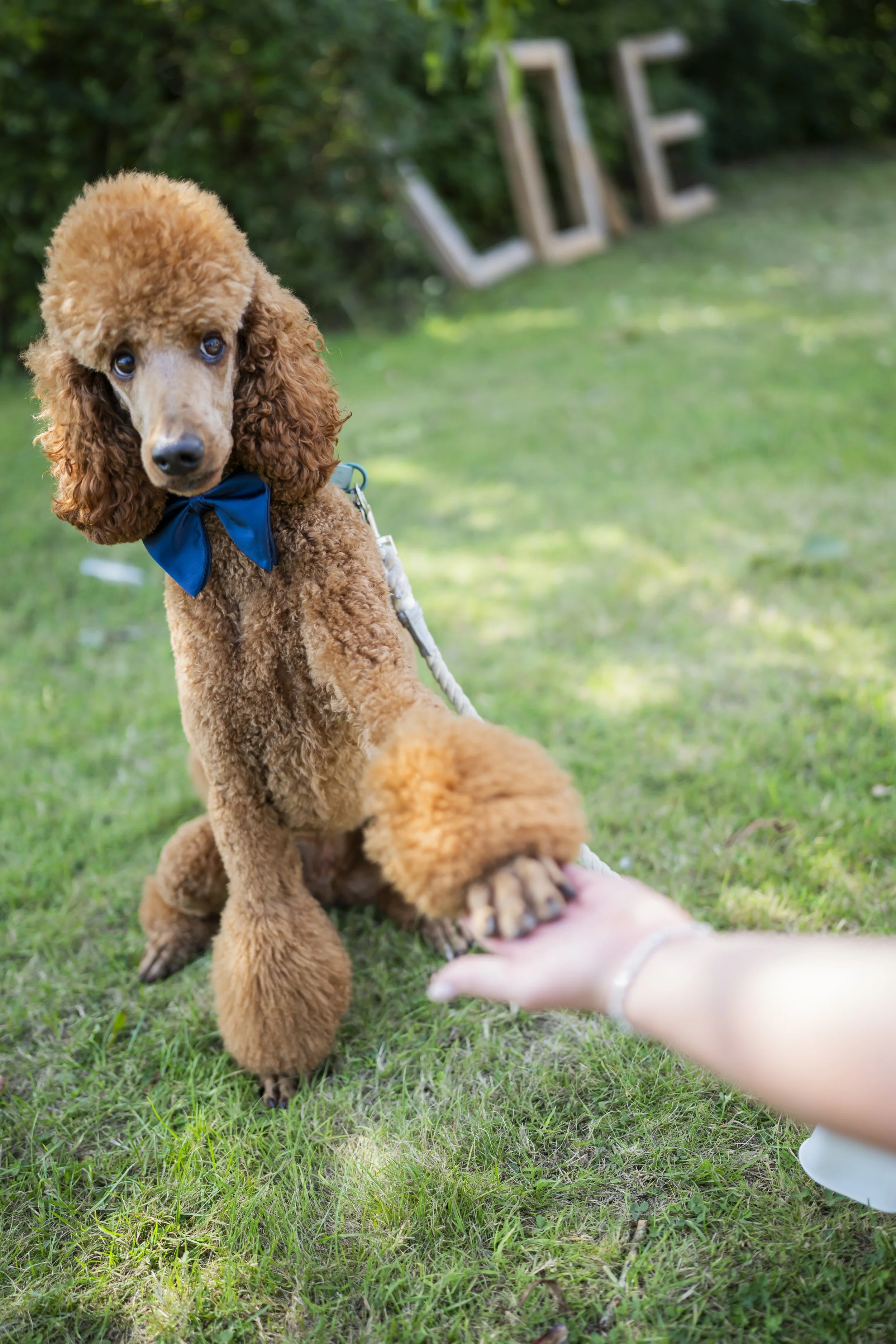 Dogs welcome!