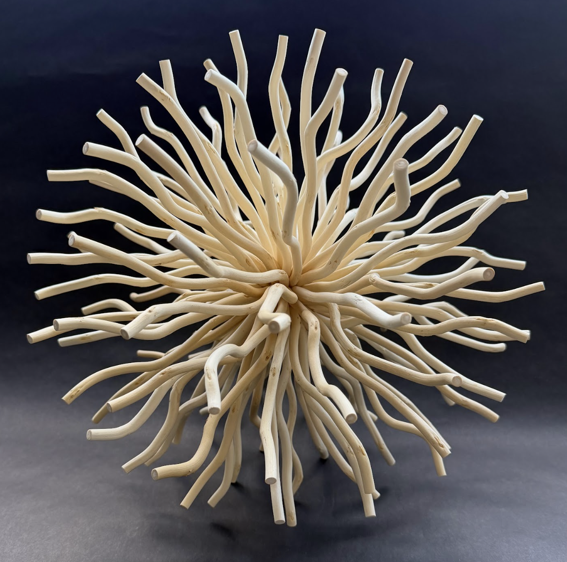 "Origin #5," Bleached Corkscrew Willow