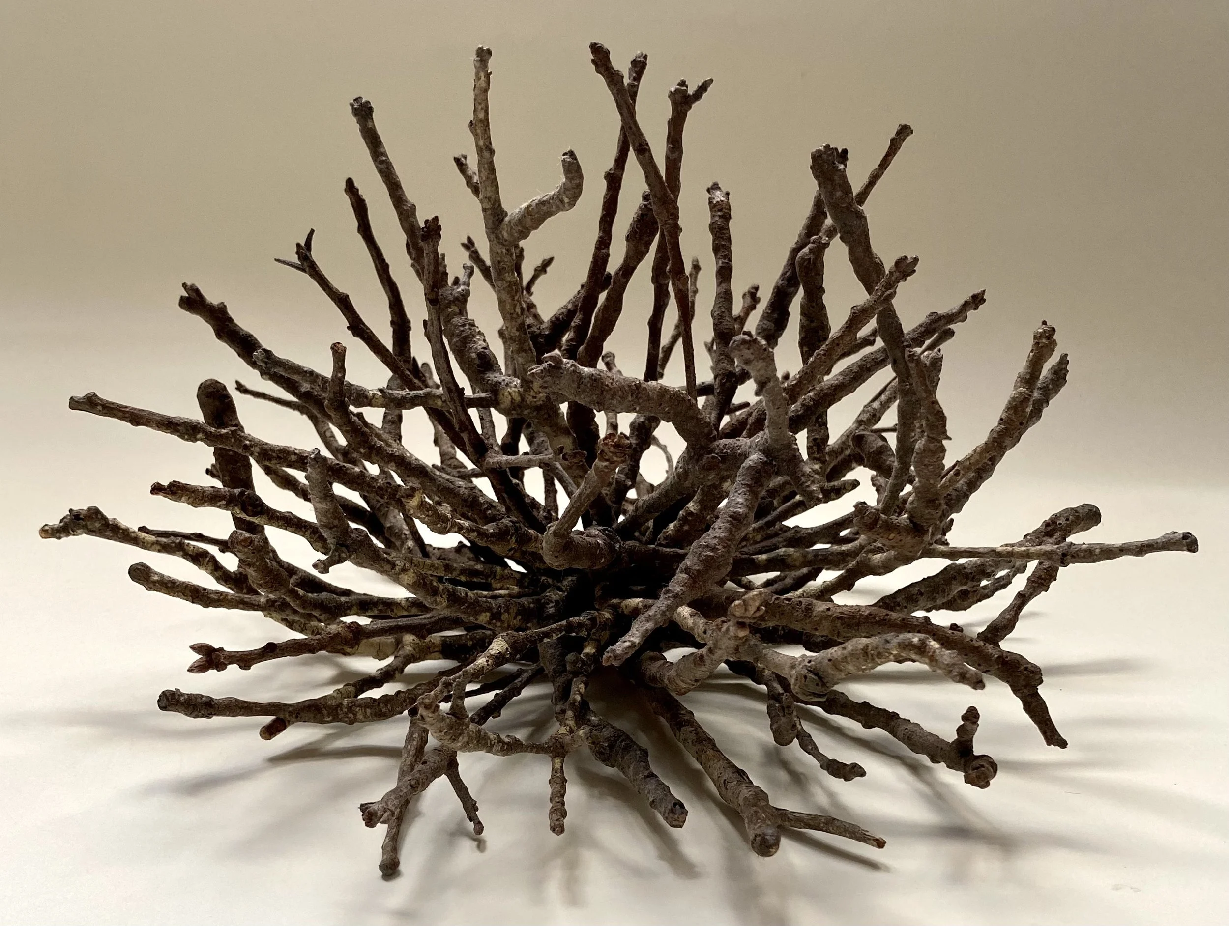 "Burst #5," Black Oak